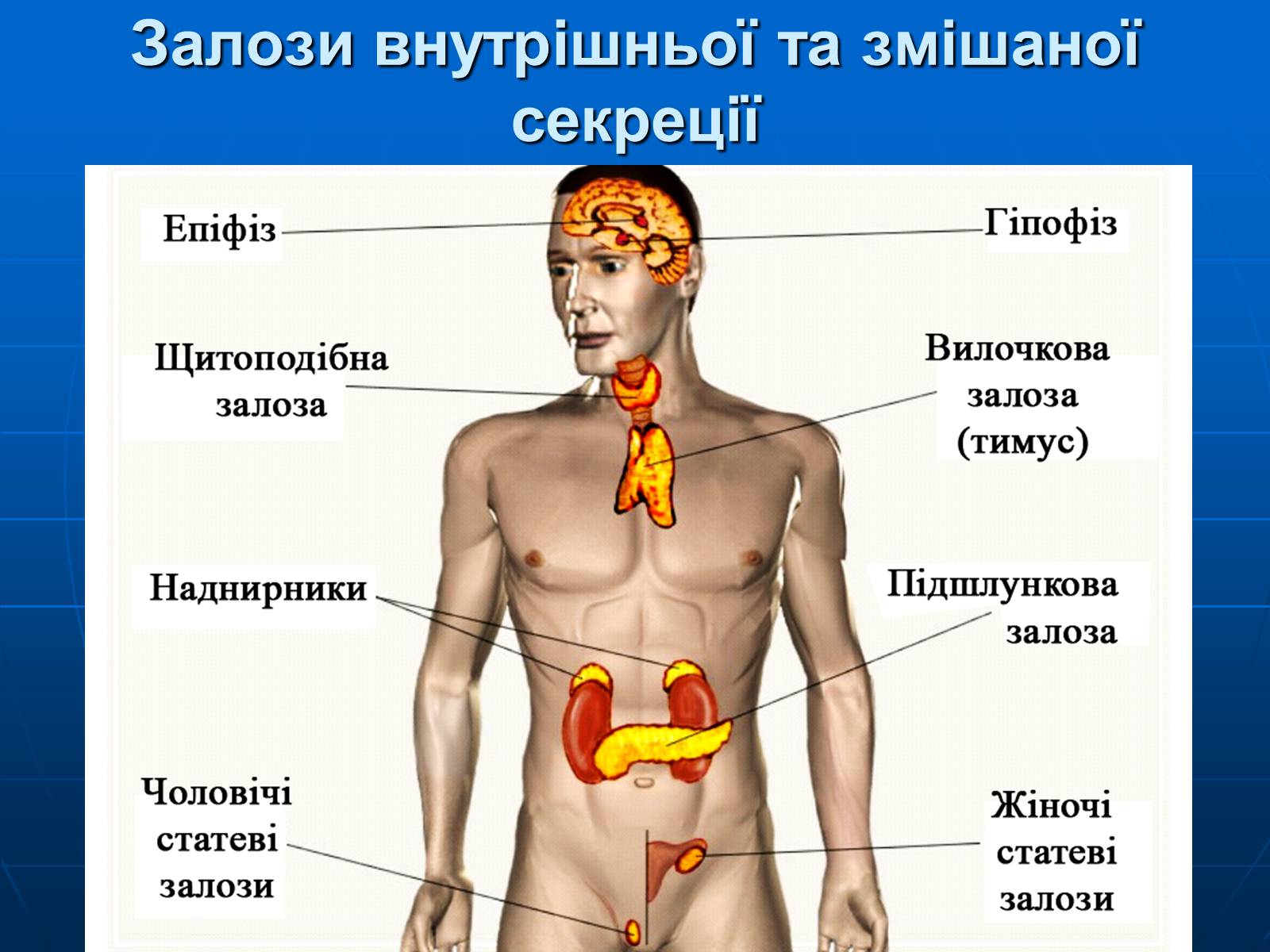 Картинок где находится. Железы внутренней секреции анатомия. Железы внутренней секреции и их расположение в организме. Эндокринная система человека строение желез внутренней секреции. Схематическое отображение функций желез внутренней секреции.