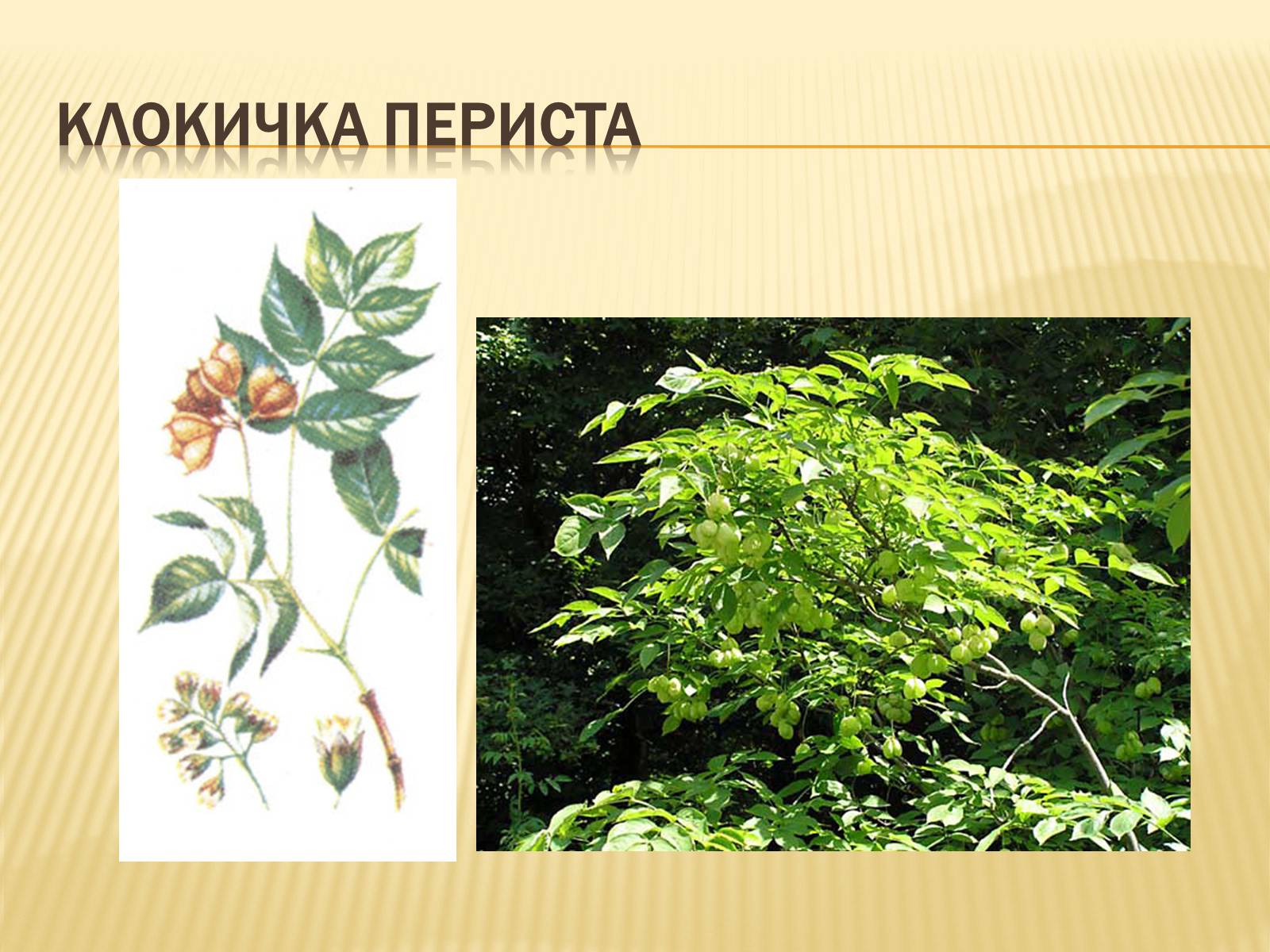 Презентація на тему «Рослини Червоної Книги України» (варіант 2) - Слайд #3