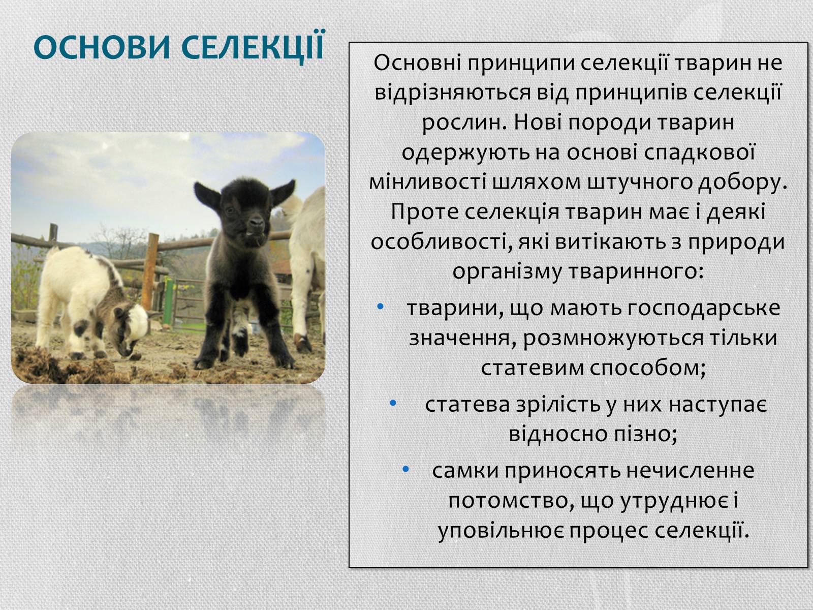 Презентація на тему «Селекція тварин» (варіант 2) - Слайд #2
