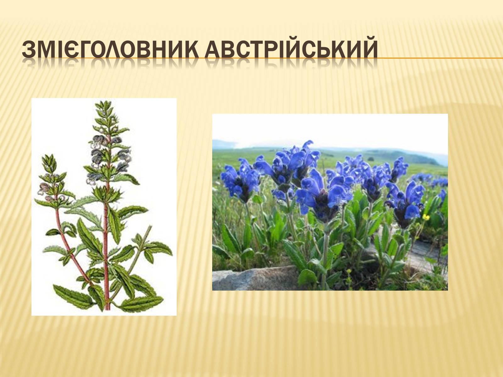 Презентація на тему «Рослини Червоної Книги України» (варіант 2) - Слайд #7