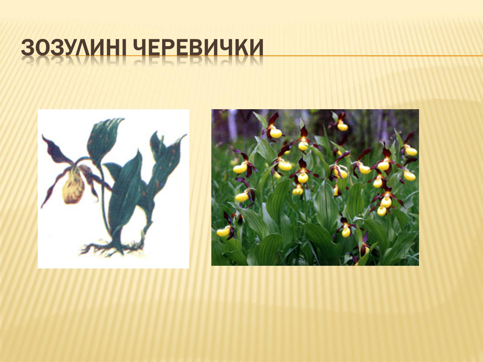 Презентація на тему «Рослини Червоної Книги України» (варіант 2) - Слайд #9