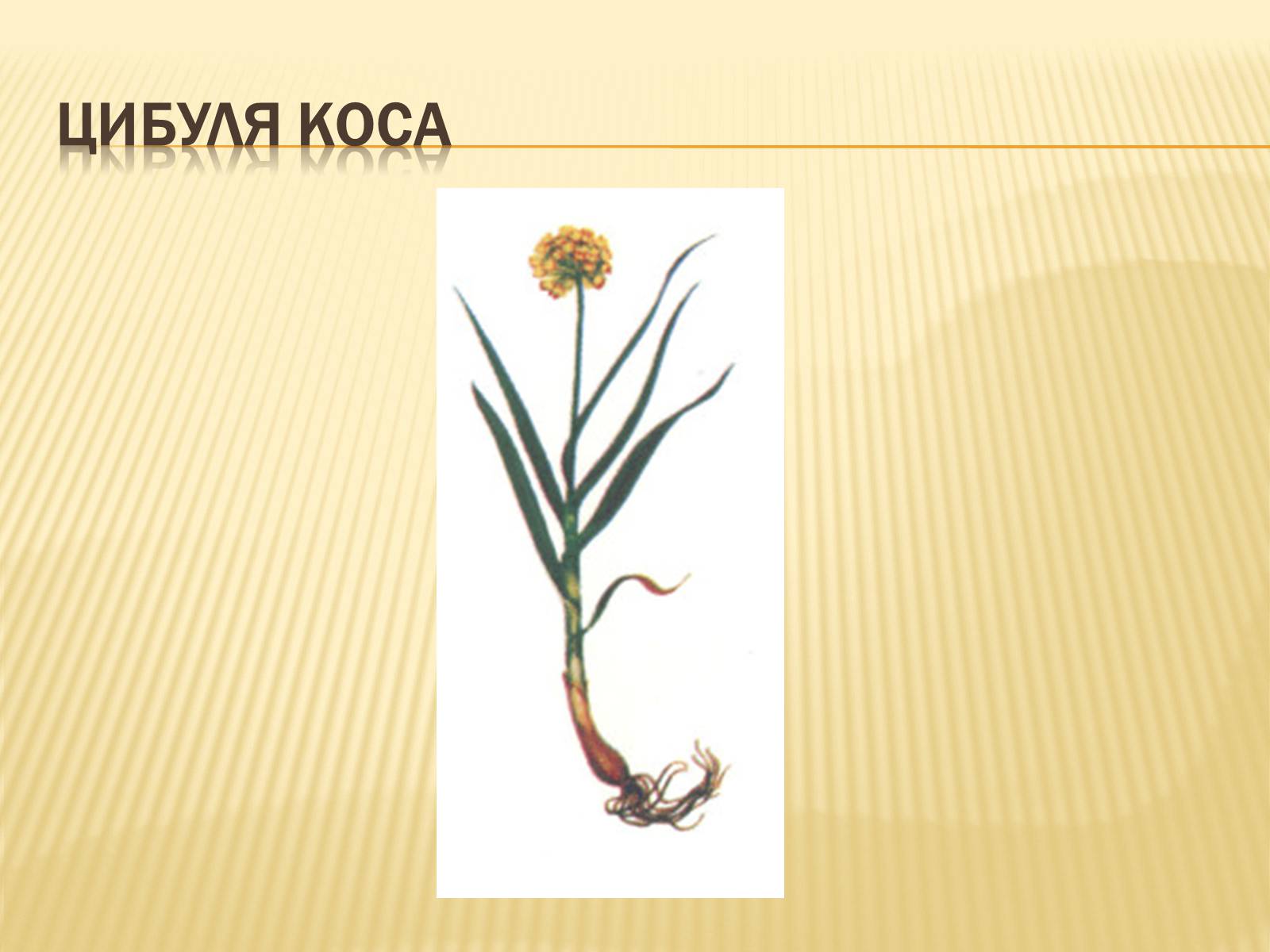 Презентація на тему «Рослини Червоної Книги України» (варіант 2) - Слайд #13