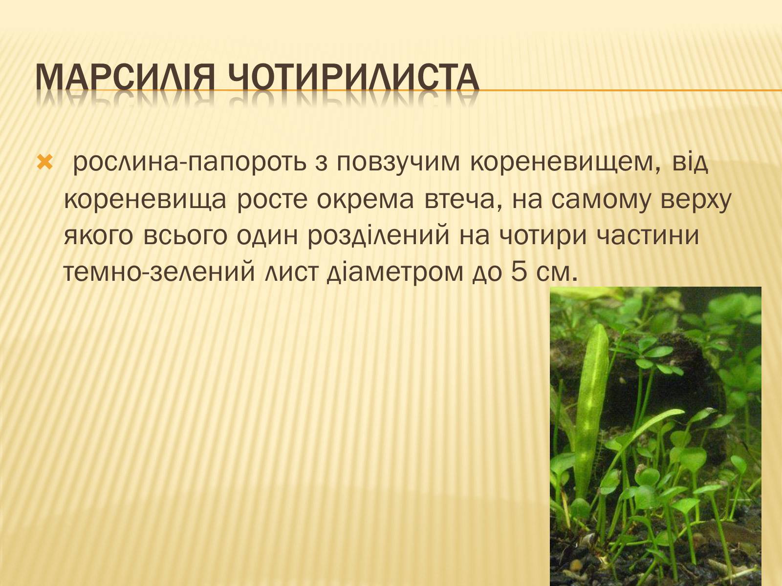 Презентація на тему «Рослини Червоної Книги України» (варіант 2) - Слайд #20