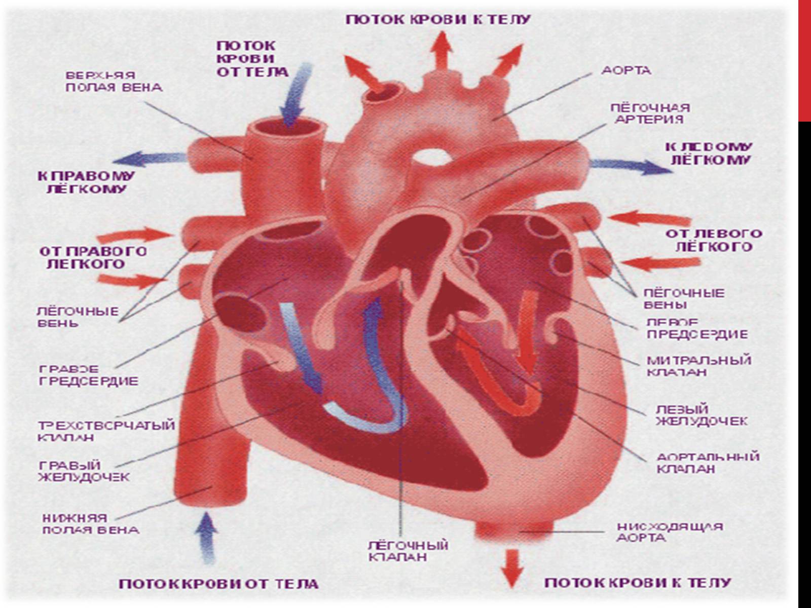 Предсердие у животных. Схема строения сердца млекопитающих. Строение структура сердца млекопитающего. Строение сердца млекопитающих клапаны. Строение 4 камерного сердца.