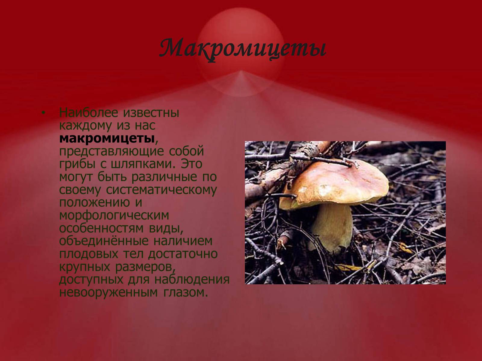 Презентація на тему «Питание грибов» - Слайд #3