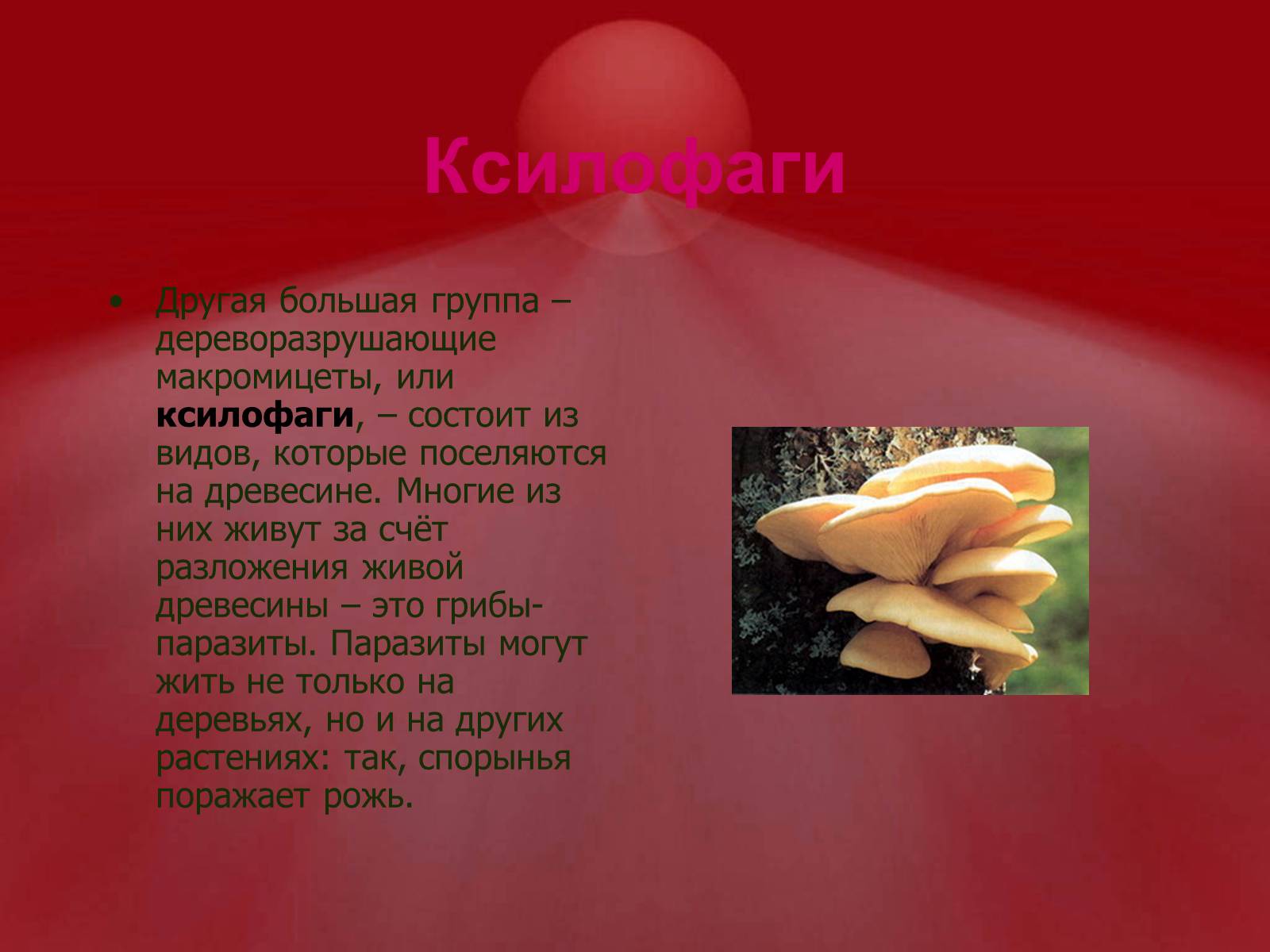 Презентація на тему «Питание грибов» - Слайд #6