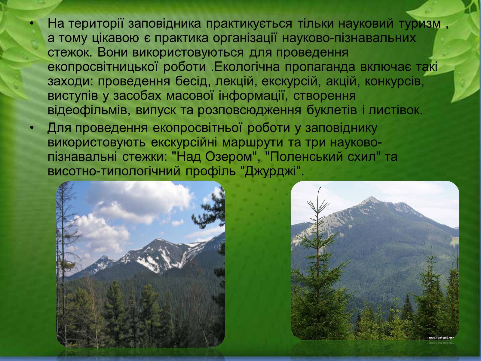 Презентація на тему «Природний заповідник Ґорґани» - Слайд #13