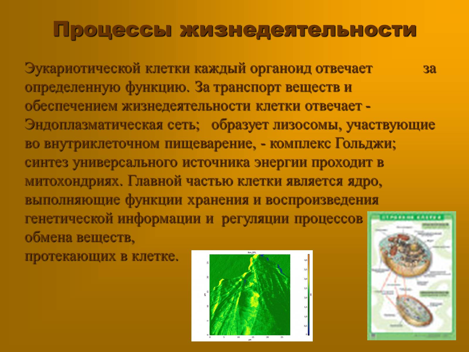 Презентація на тему «Сравнительная характеристика прокариотической и эукариотической клетки» - Слайд #7