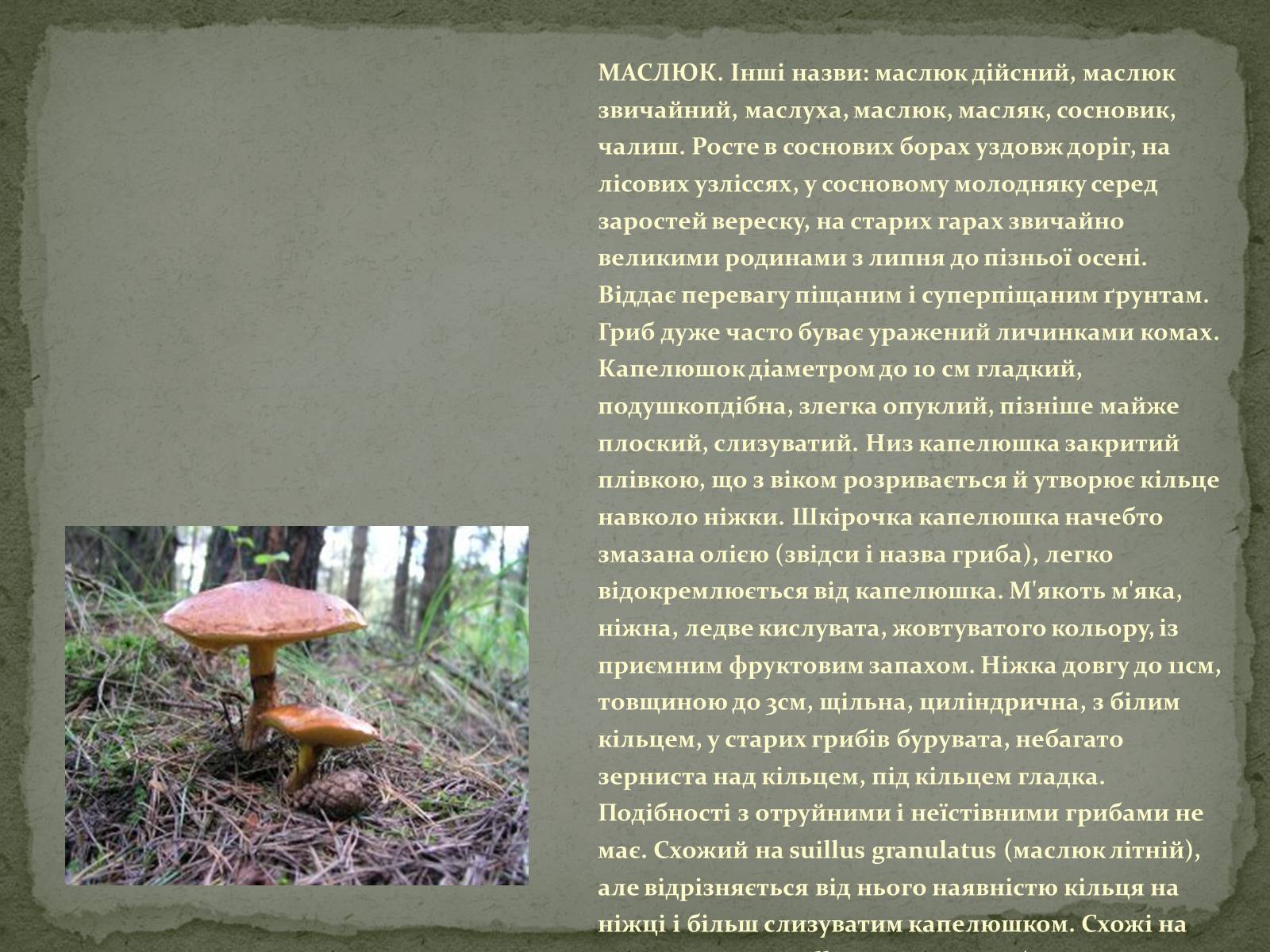 грибы фото и описание ядовитые двойники