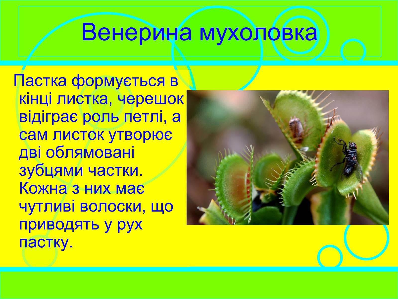 Презентація на тему «Рослини-хижаки» (варіант 2) - Слайд #5