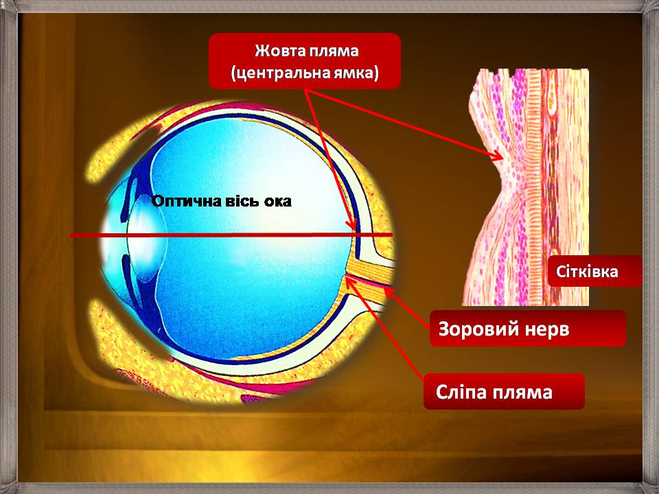 Что называют слепым пятном. Строение глаза анатомия сетчатка желтое пятно. Строение желтого пятна сетчатки. Зрительный анализатор желтое пятно. Строение глаза желтое пятно.