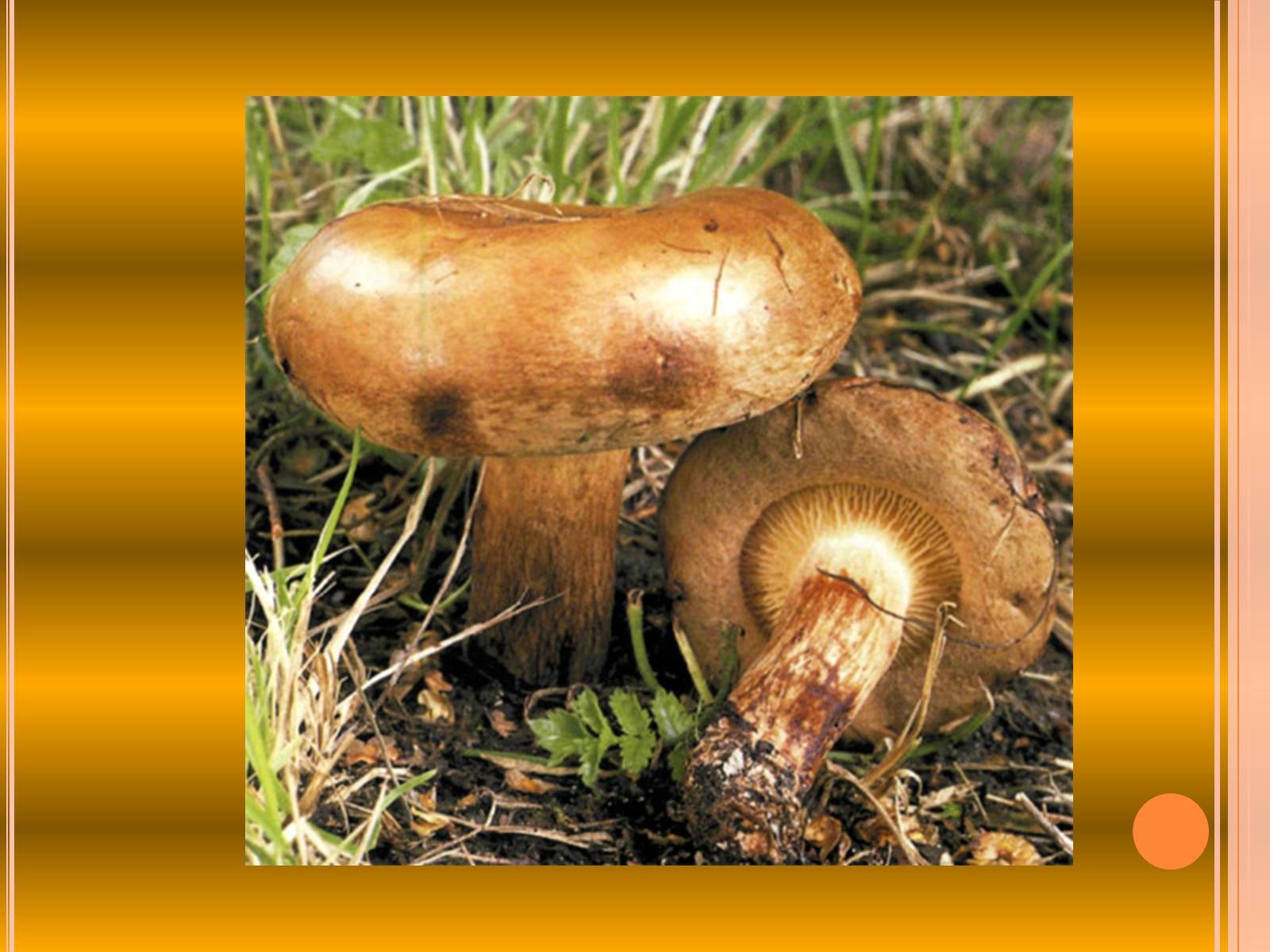 Презентація на тему «Отруєння грибами» - Слайд #16