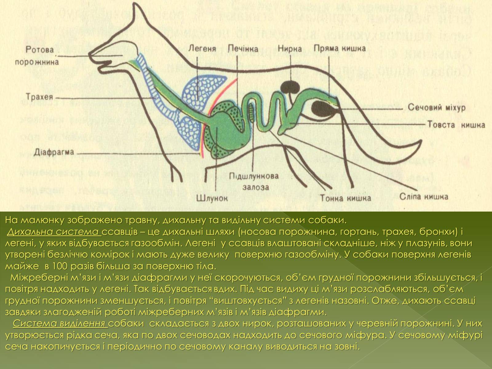 Пищеварительная дыхательная система собаки