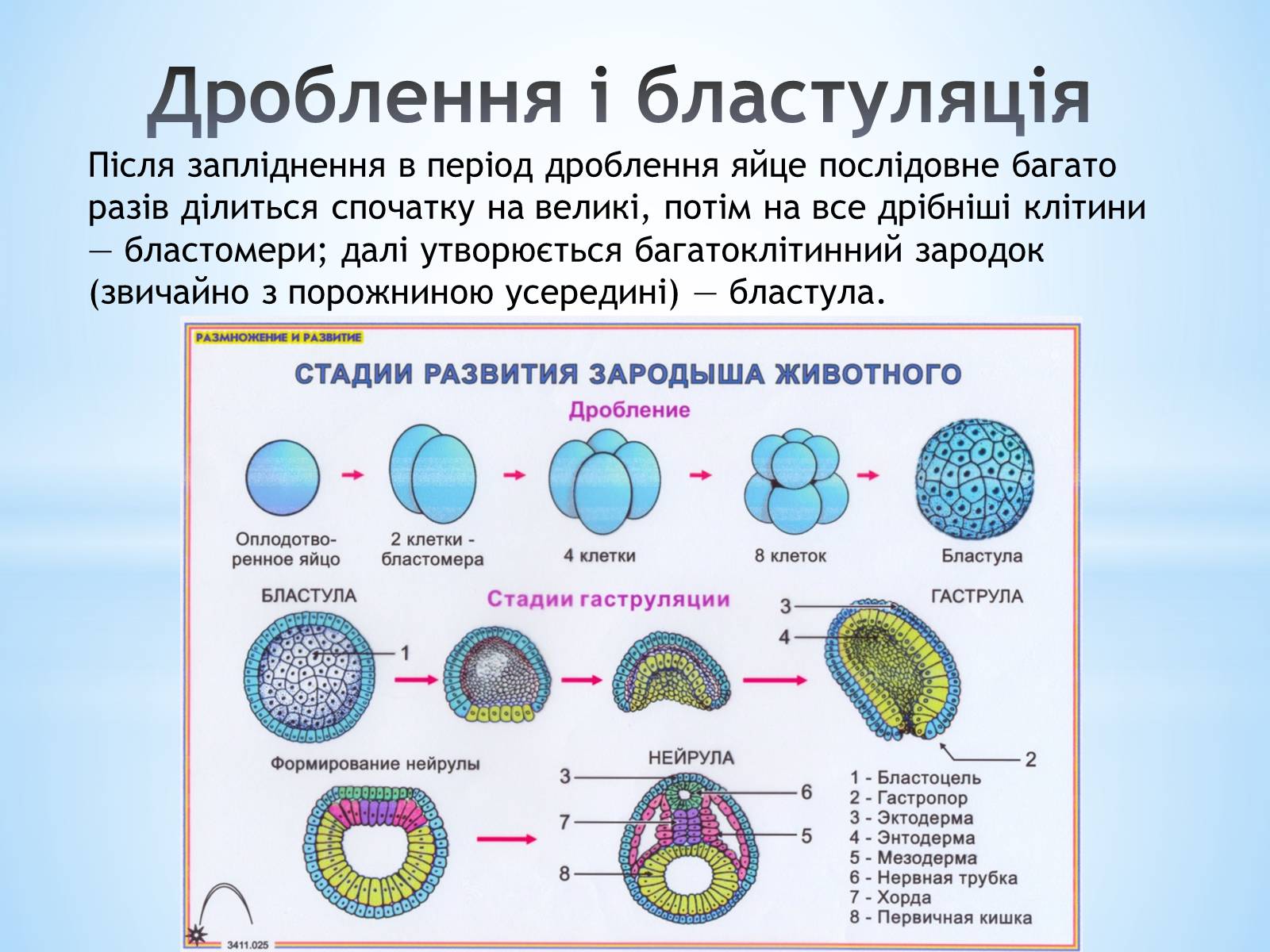 Схема эмбриогенеза ланцетника название какой его стадии. Эмбриогенез ланцетника. Этапы эмбрионального развития хордовых животных таблица. Эмбриогенез бластула. Эмбриогенез Бластуляция.