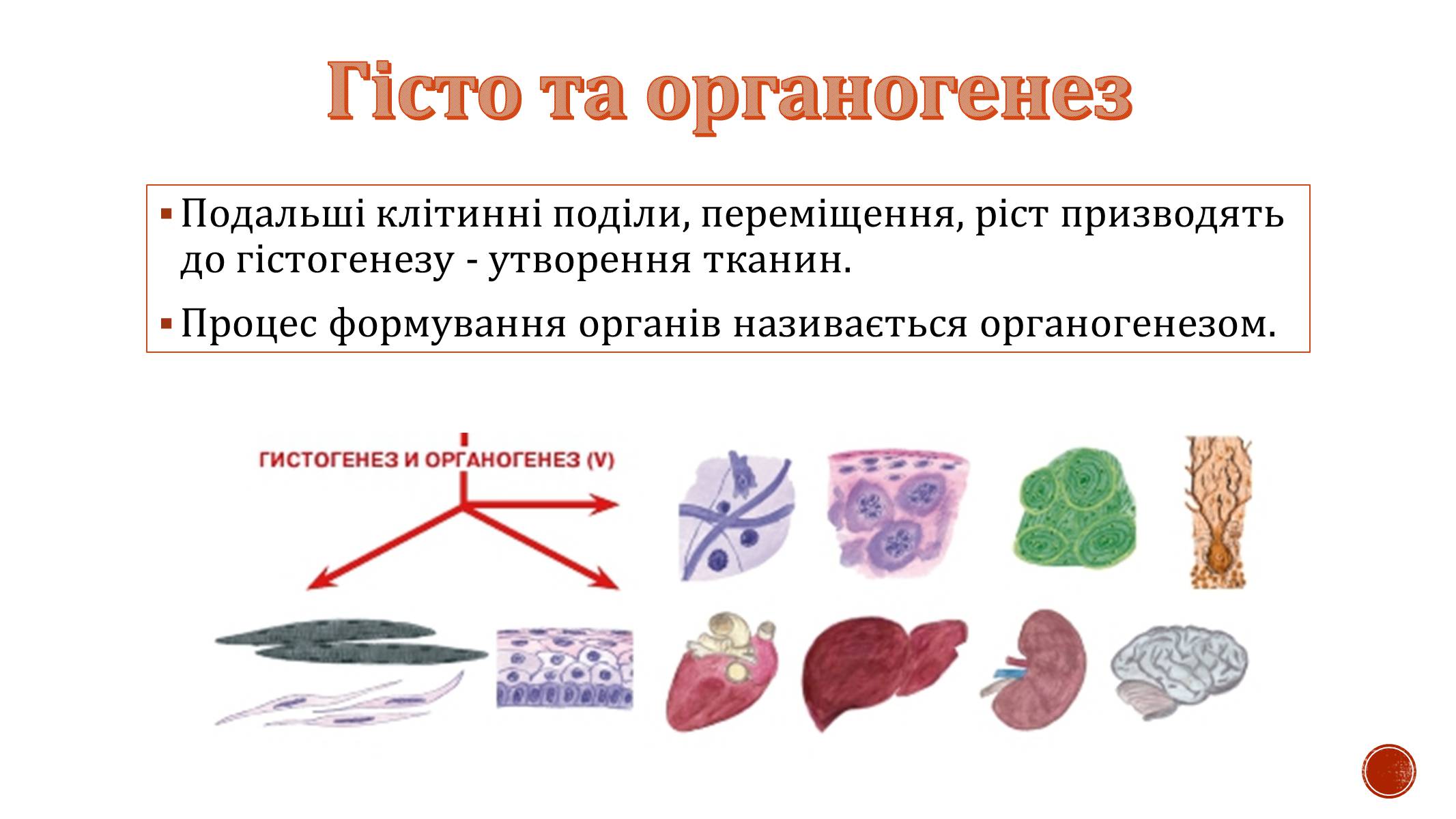 Презентація на тему «Ембріональний розвиток організму» - Слайд #9