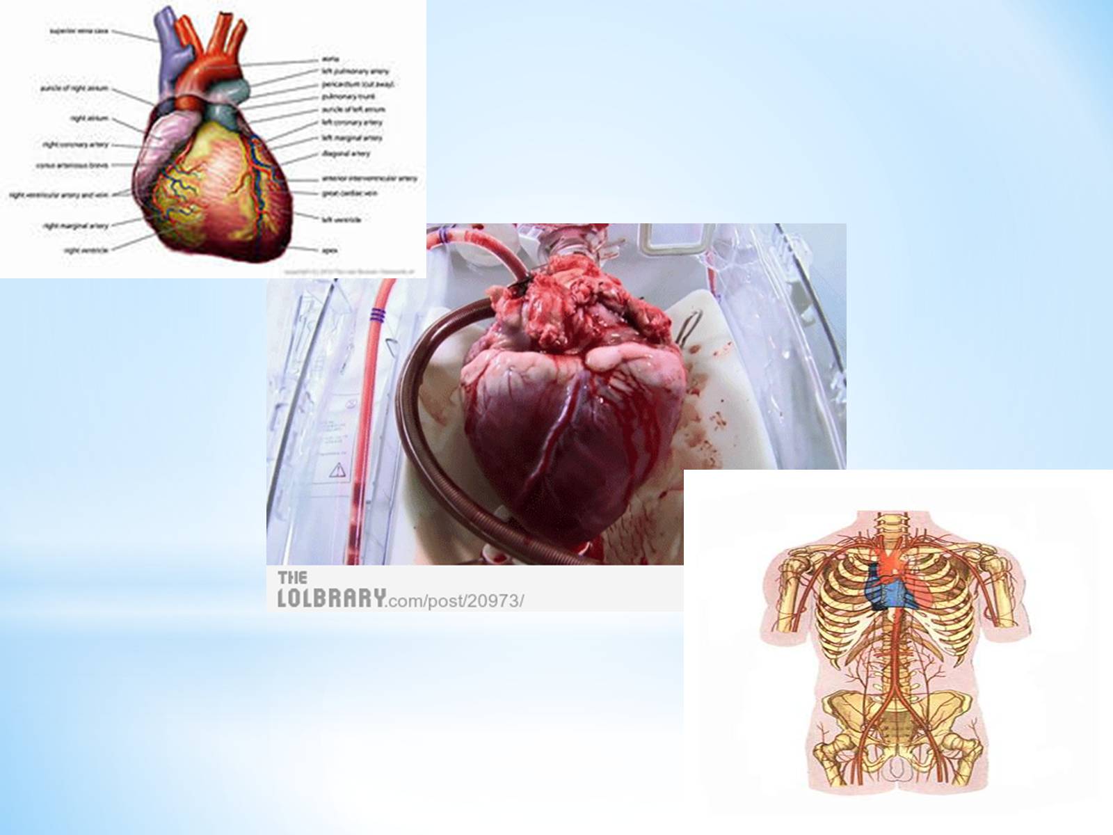 Презентація на тему «Кровоносна система» (варіант 1) - Слайд #5