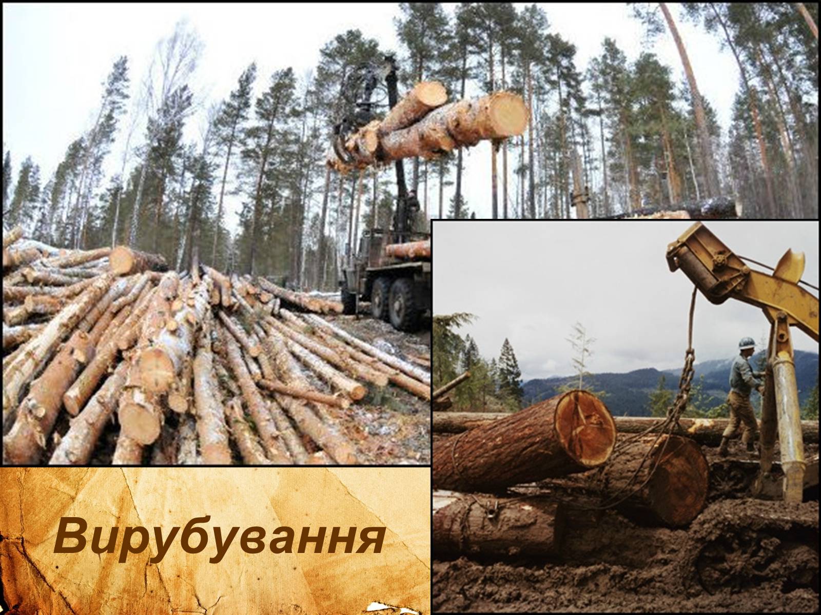 Презентація на тему «Лісова промисловість світу» - Слайд #4
