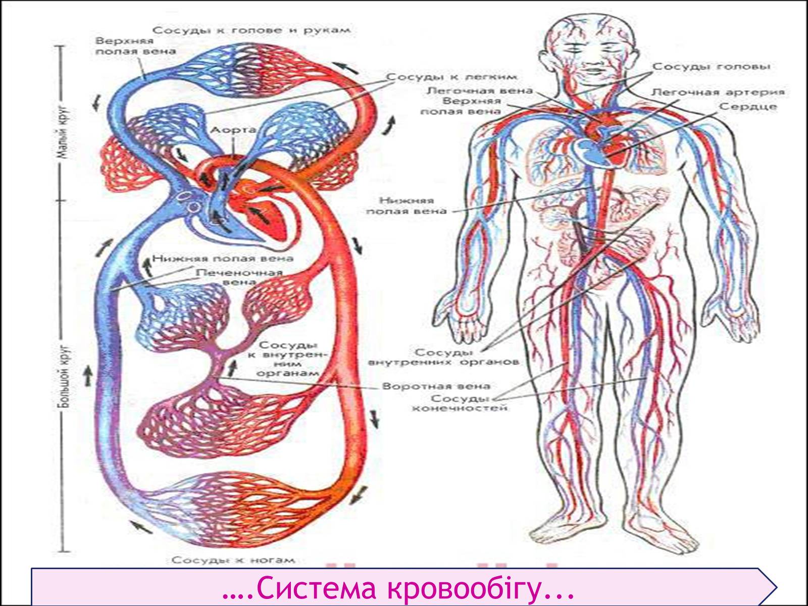 Схема артерий и вен