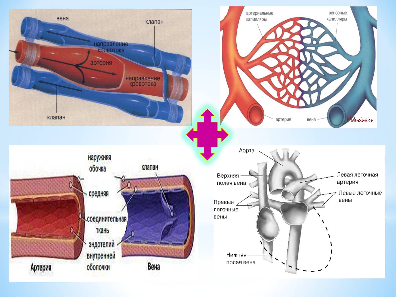 Вены это сосуды которые. Строение артерии вены и капилляры. Рисунок артерии вены и капилляры.