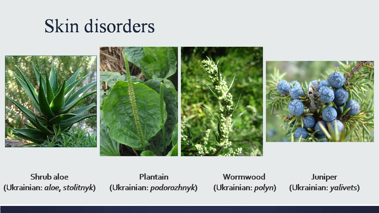 Презентація на тему «Medicinal plants of Ukraine» - Слайд #6