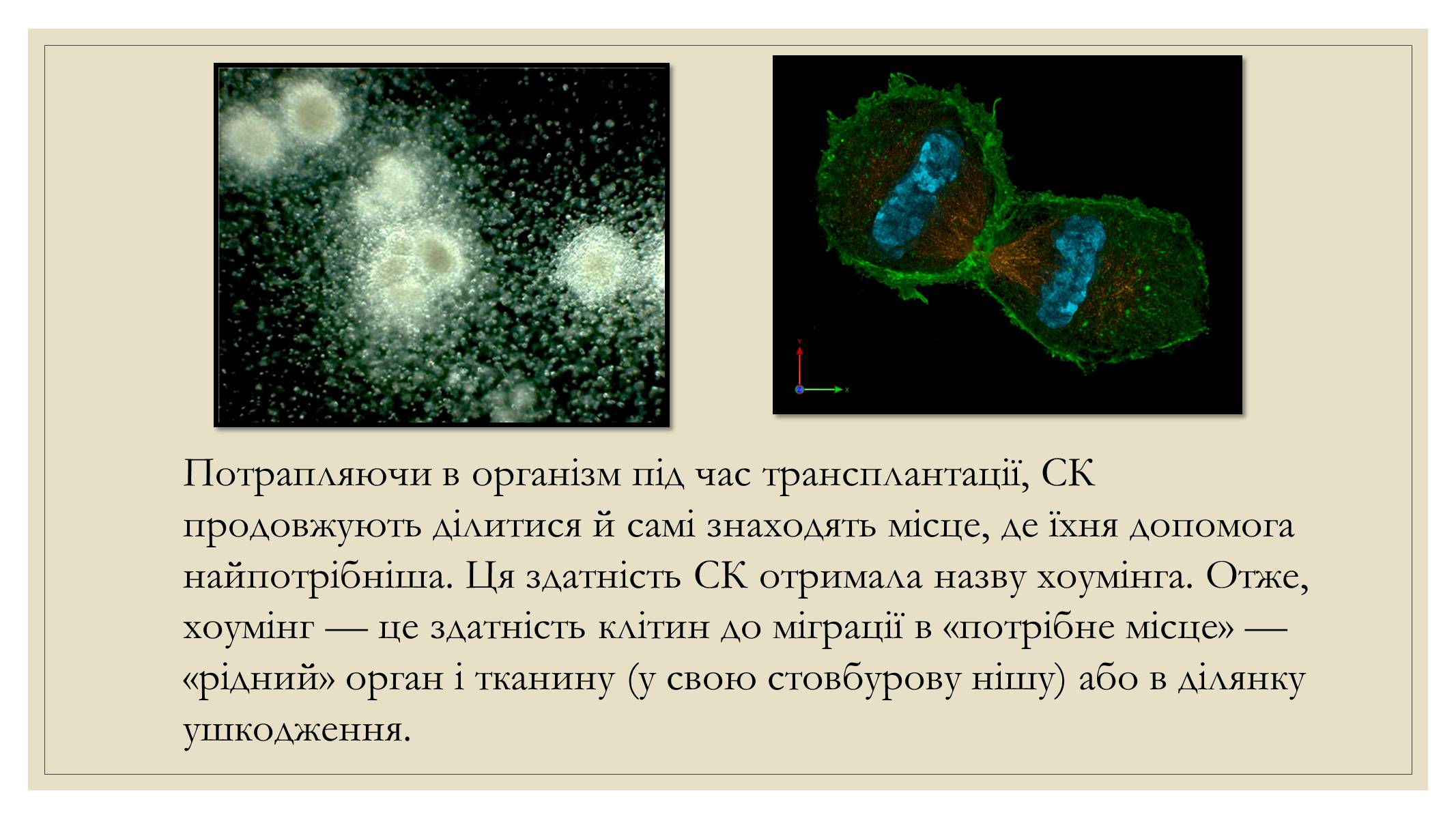 Презентація на тему «Ембріотехнології та стовбурові клітини. Клонування» - Слайд #7