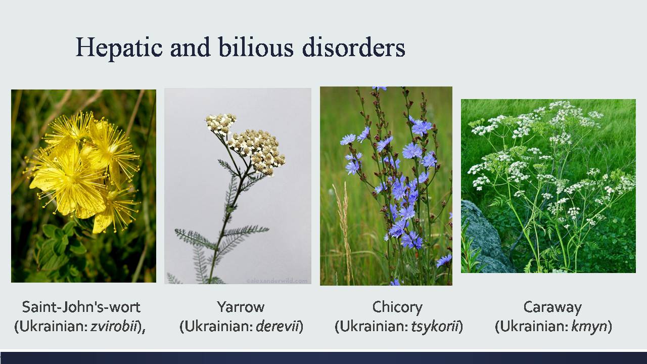 Презентація на тему «Medicinal plants of Ukraine» - Слайд #8
