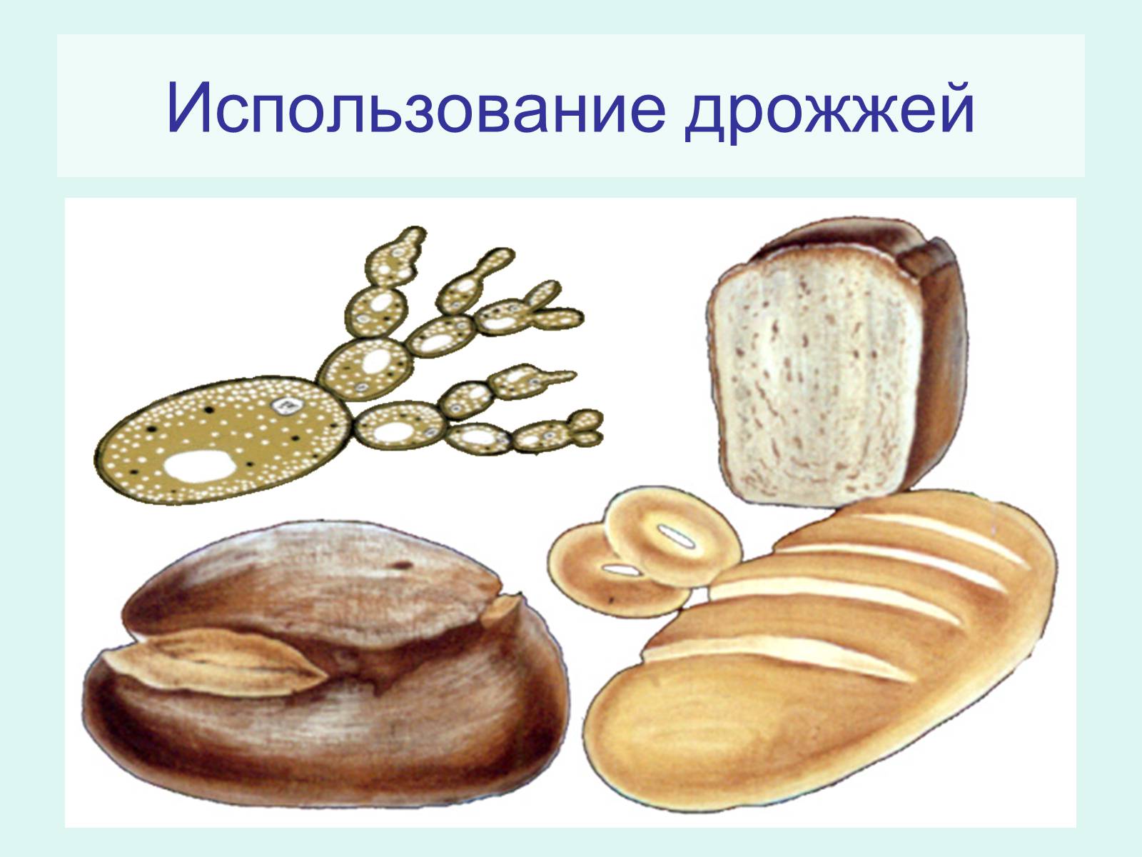 Хлебные дрожжи грибы