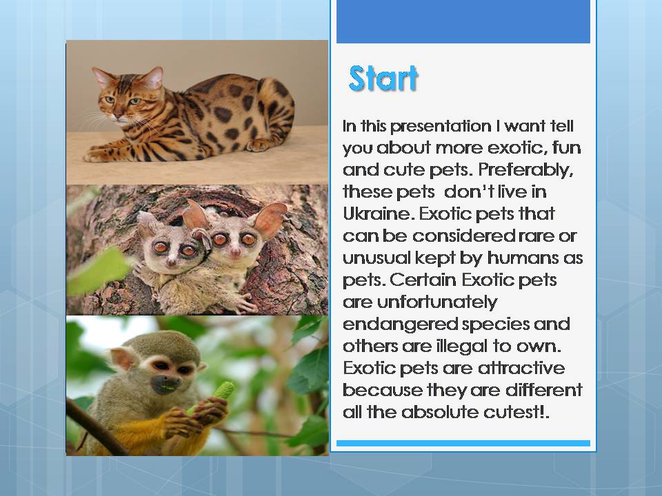 Презентація на тему «The most unusual pets» - Слайд #2