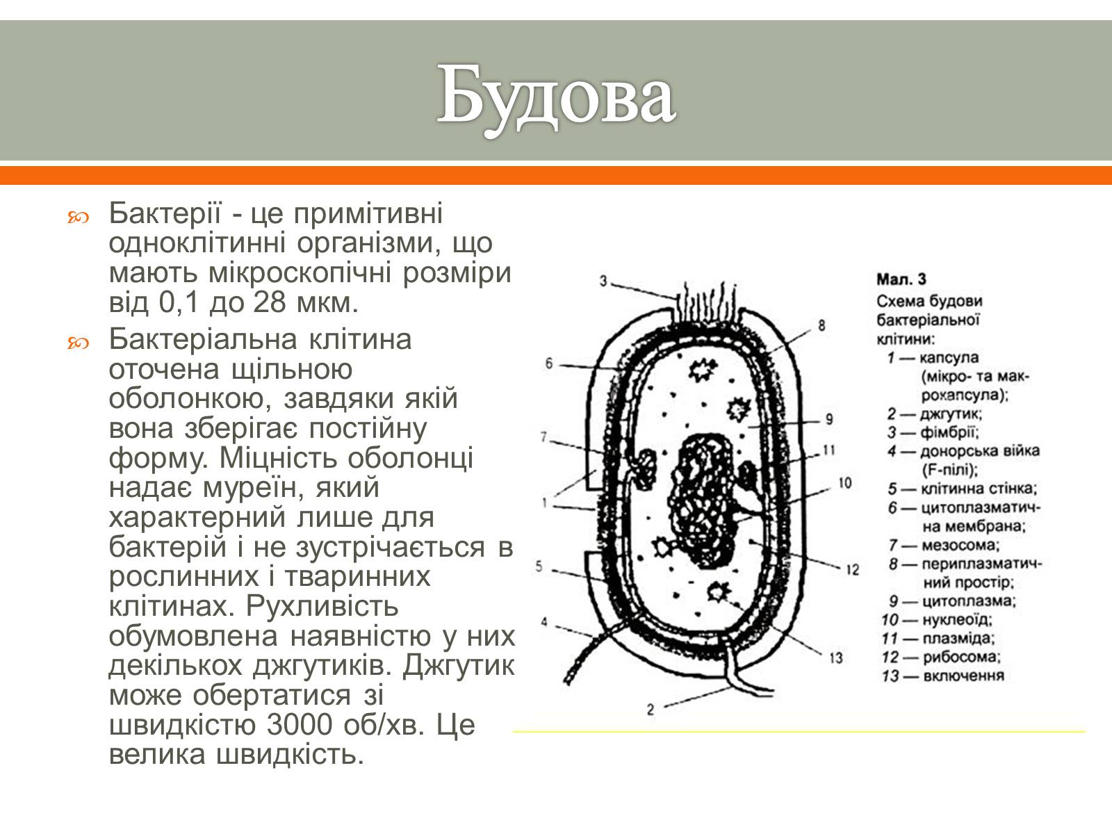 Презентація на тему «Бактерії в житті людини» - Слайд #7