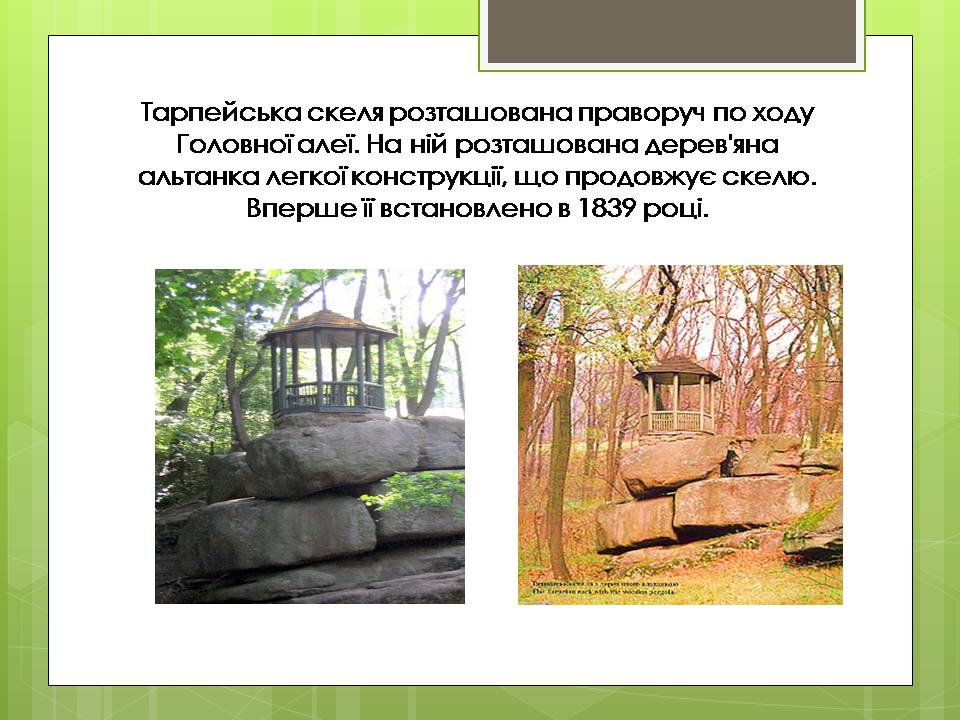 Презентація на тему «Дендрологічний парк “ Софіївка “» - Слайд #7