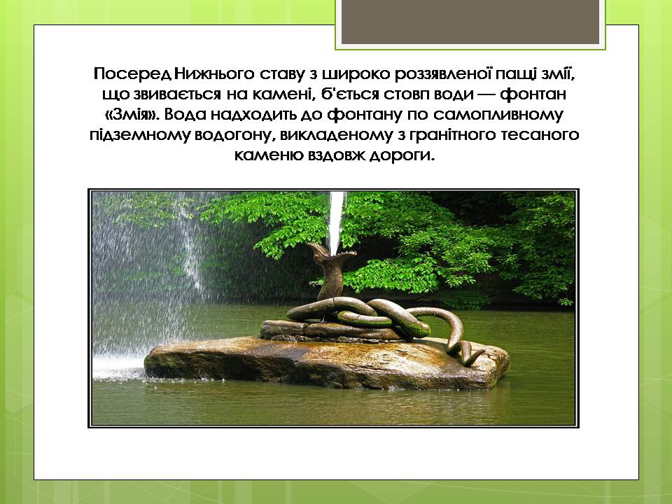 Презентація на тему «Дендрологічний парк “ Софіївка “» - Слайд #8