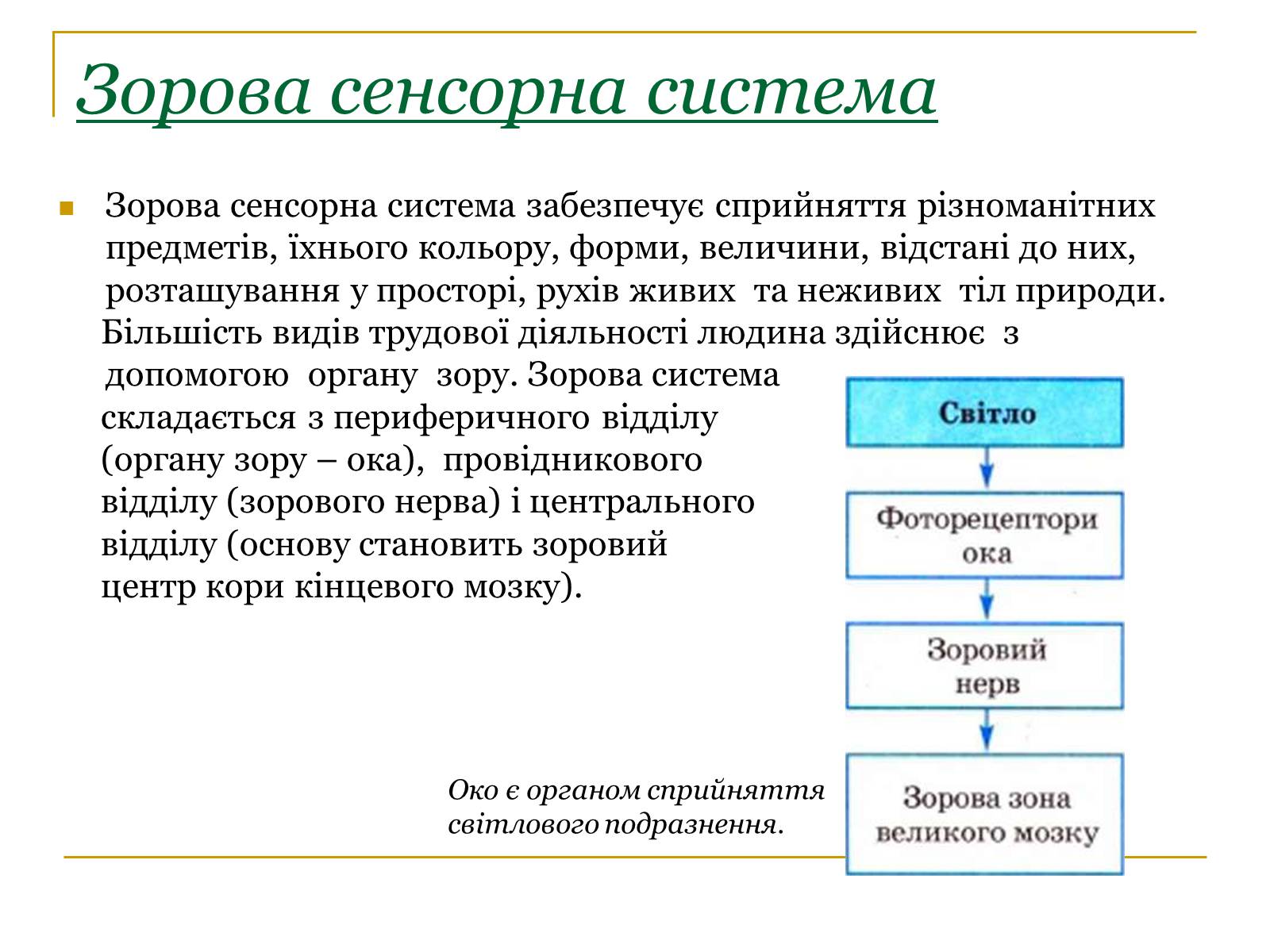 Презентація на тему «Основні сенсорні системи організму людини» - Слайд #3