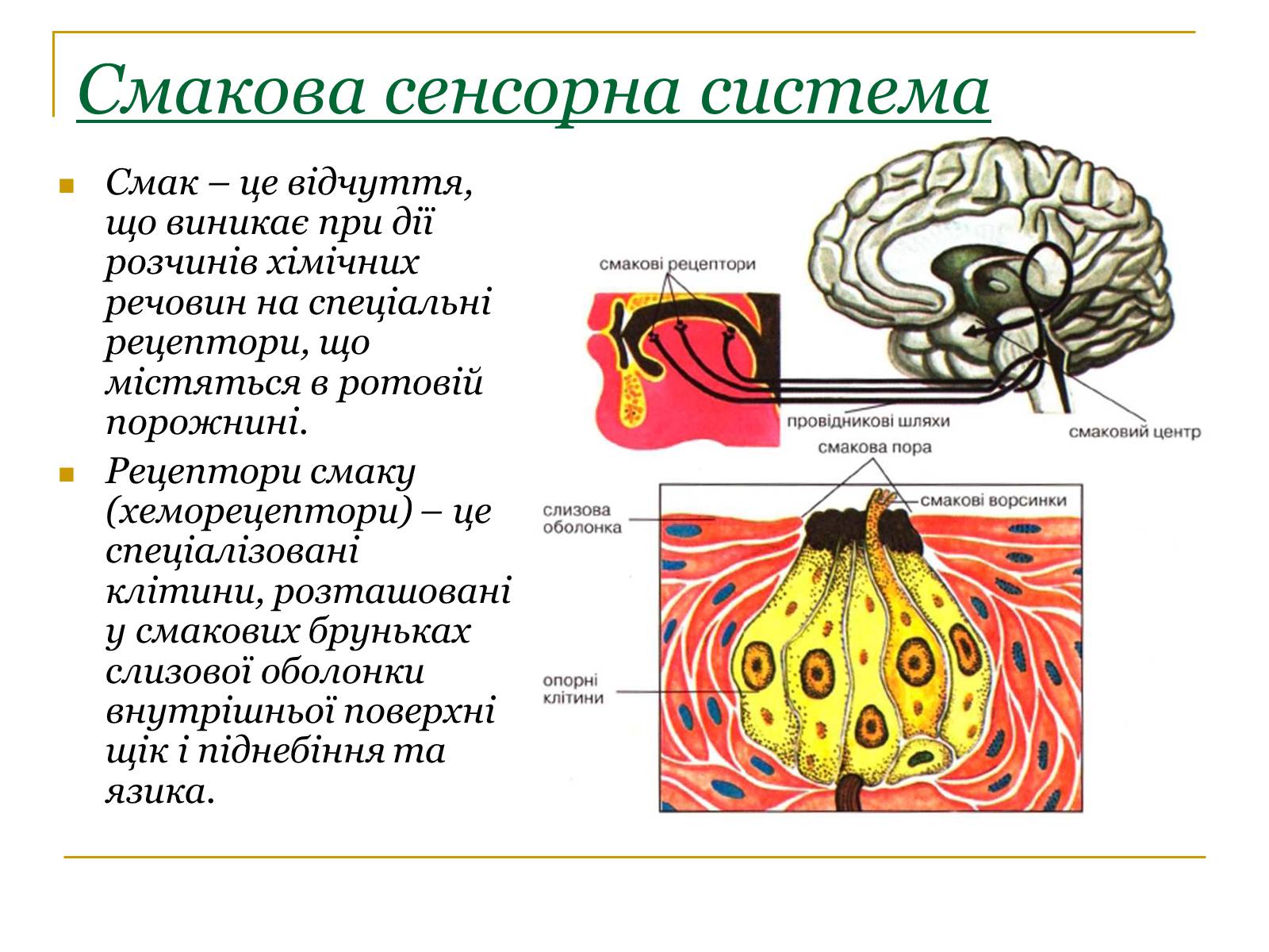 Презентація на тему «Основні сенсорні системи організму людини» - Слайд #12