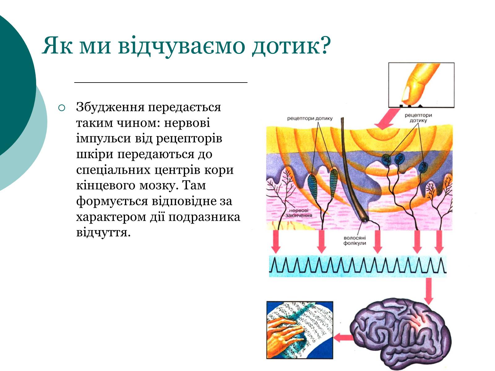 Презентація на тему «Основні сенсорні системи організму людини» - Слайд #15