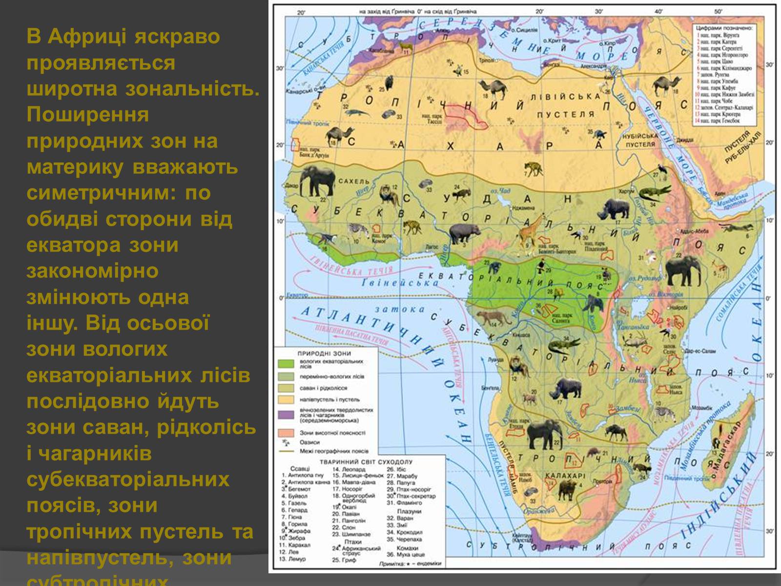 Презентація на тему «Африка» (варіант 1) - Слайд #13