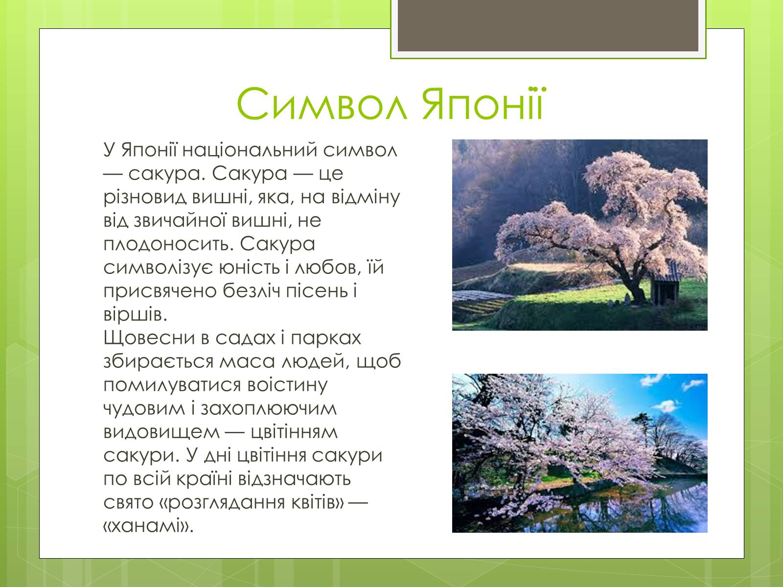 Презентація на тему «Рослини символи країн світу» - Слайд #8