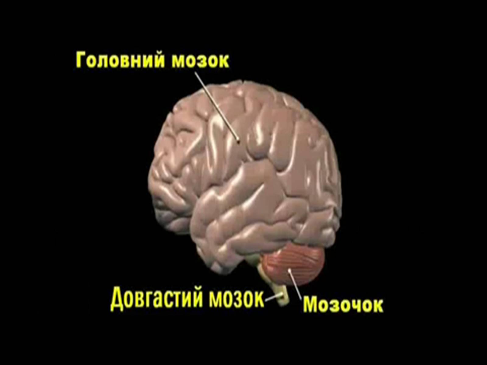 Презентація на тему «Кора головного мозку» - Слайд #5