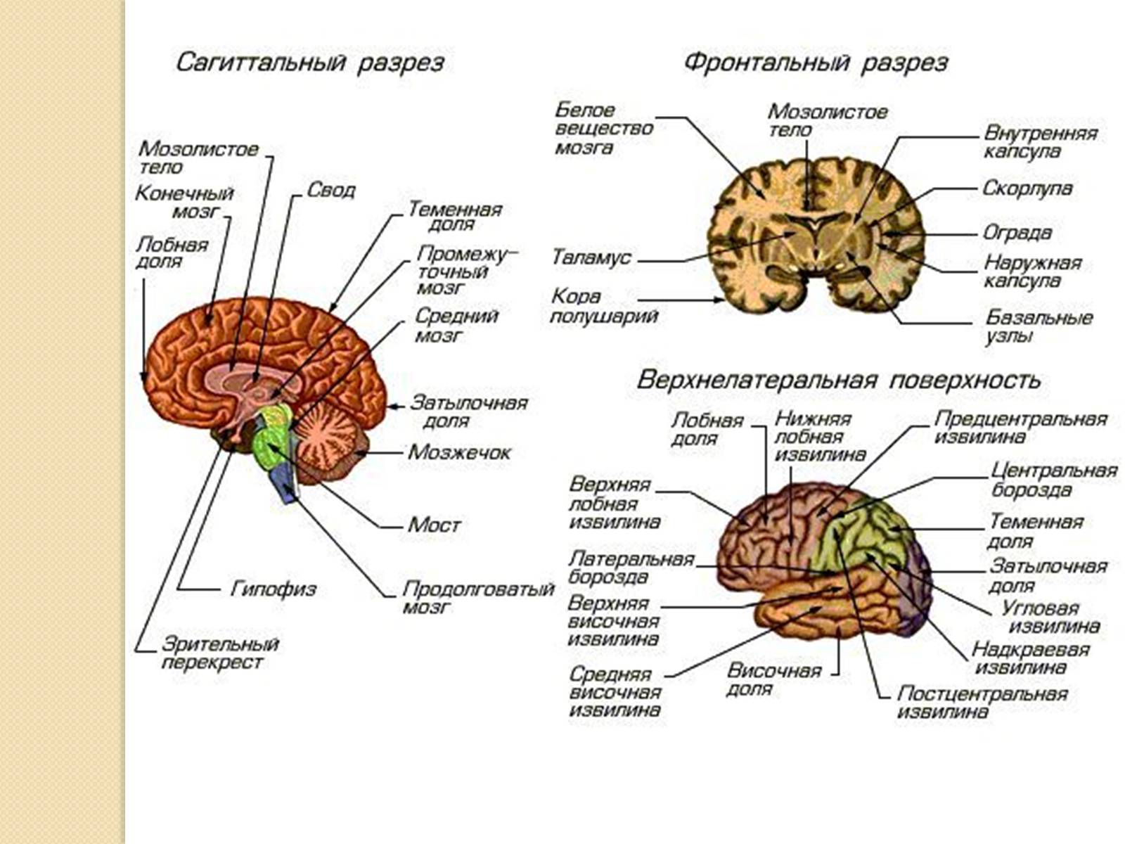 Схема строения отделов головного мозга