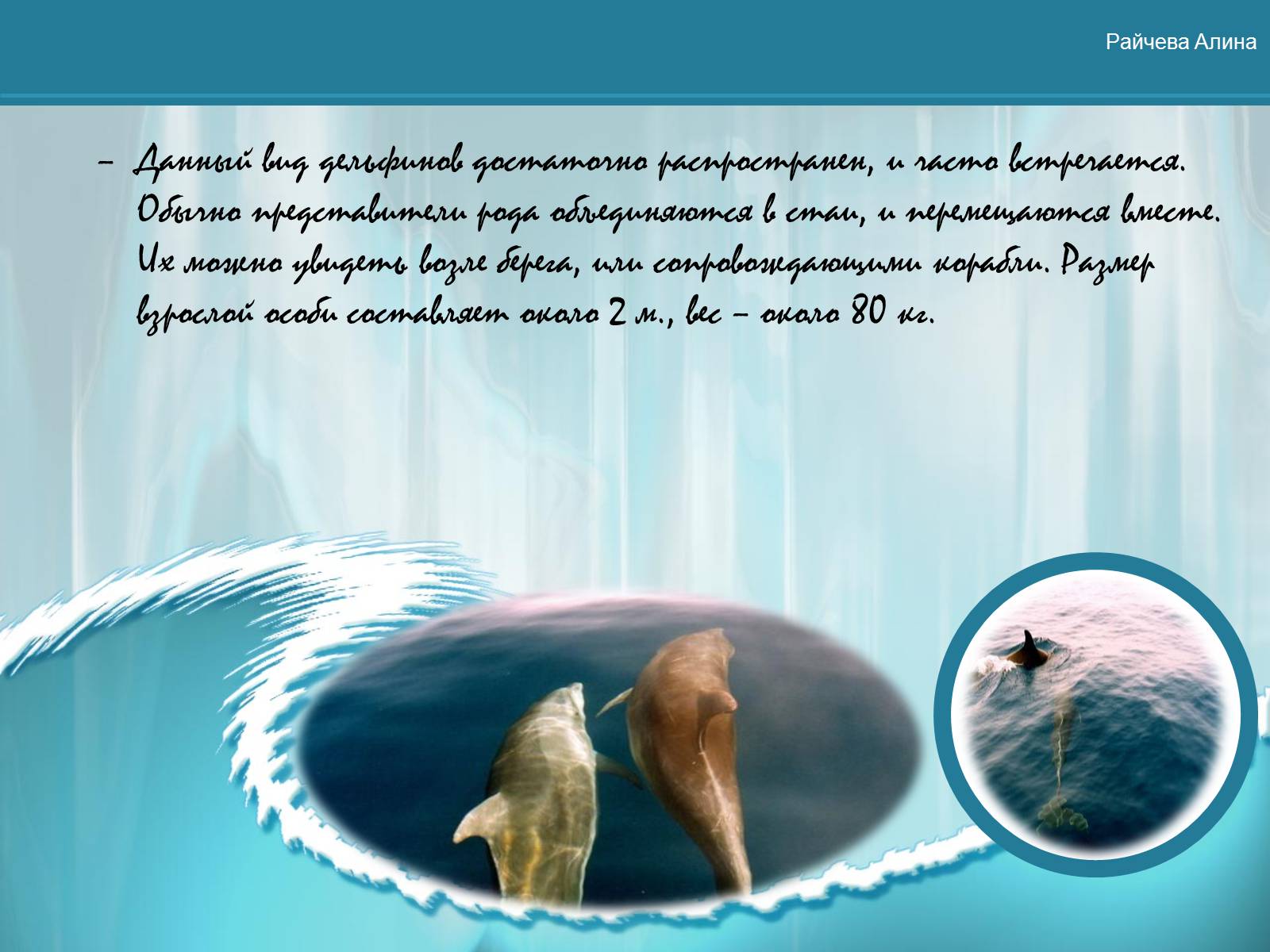 Презентація на тему «Морская жизнь дельфинов» - Слайд #3