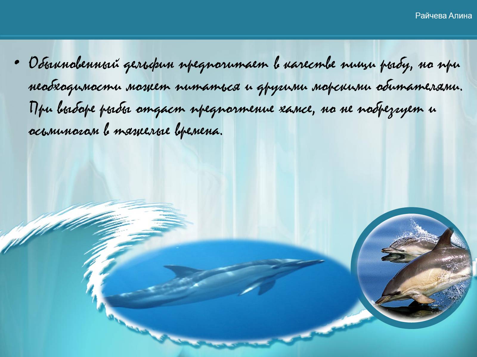 Презентація на тему «Морская жизнь дельфинов» - Слайд #4