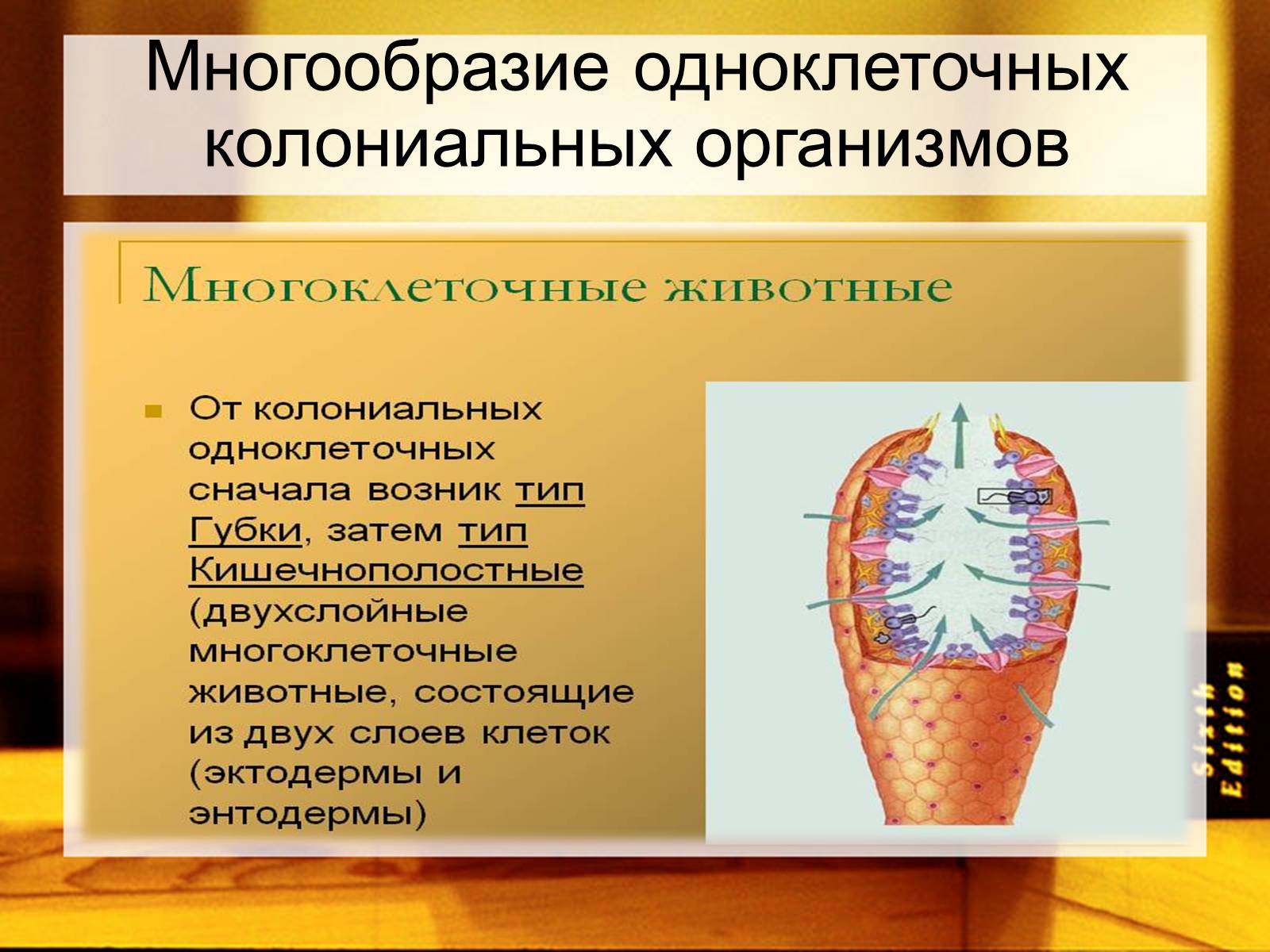 Презентація на тему «Многообразие одноклеточных колониальных организмов» - Слайд #1