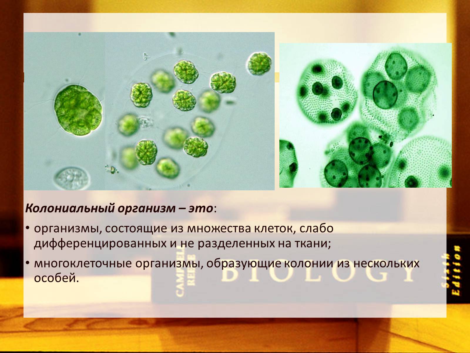 Презентація на тему «Многообразие одноклеточных колониальных организмов» - Слайд #2