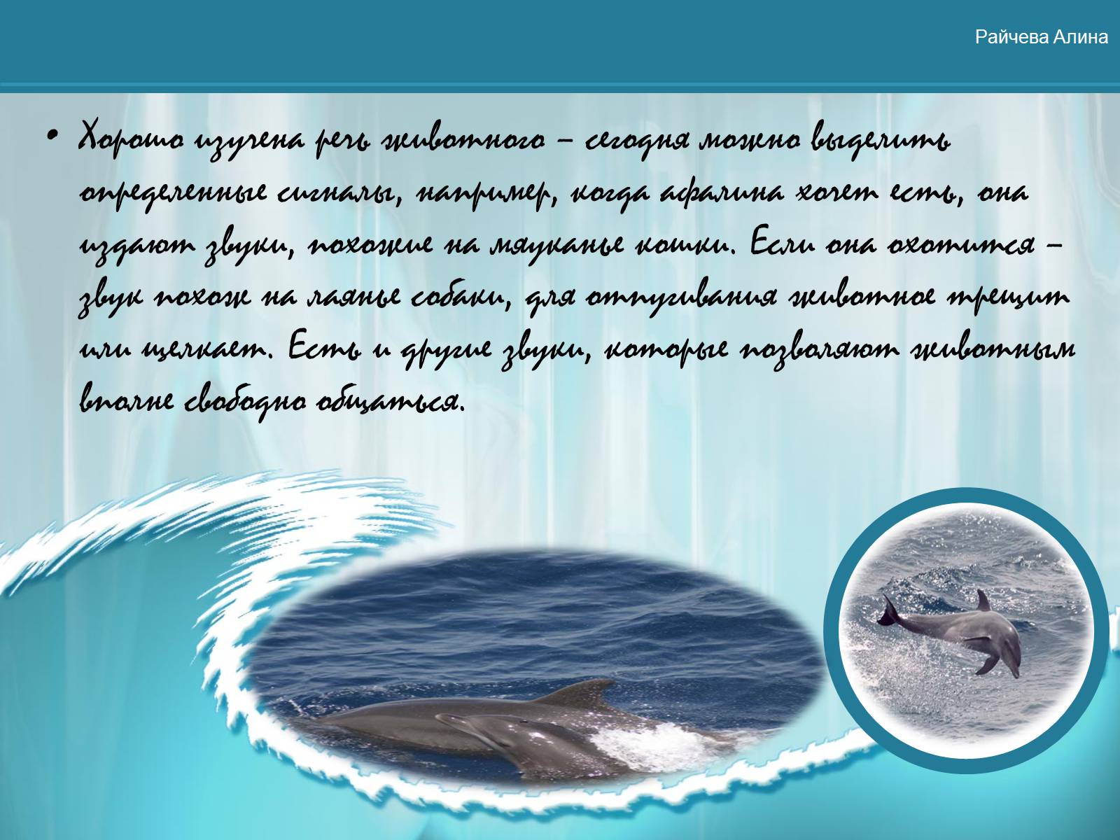 Презентація на тему «Морская жизнь дельфинов» - Слайд #12