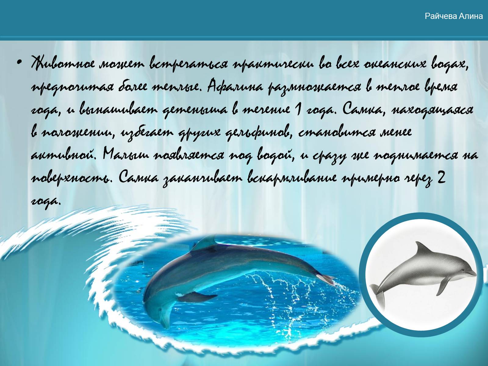 Презентація на тему «Морская жизнь дельфинов» - Слайд #13