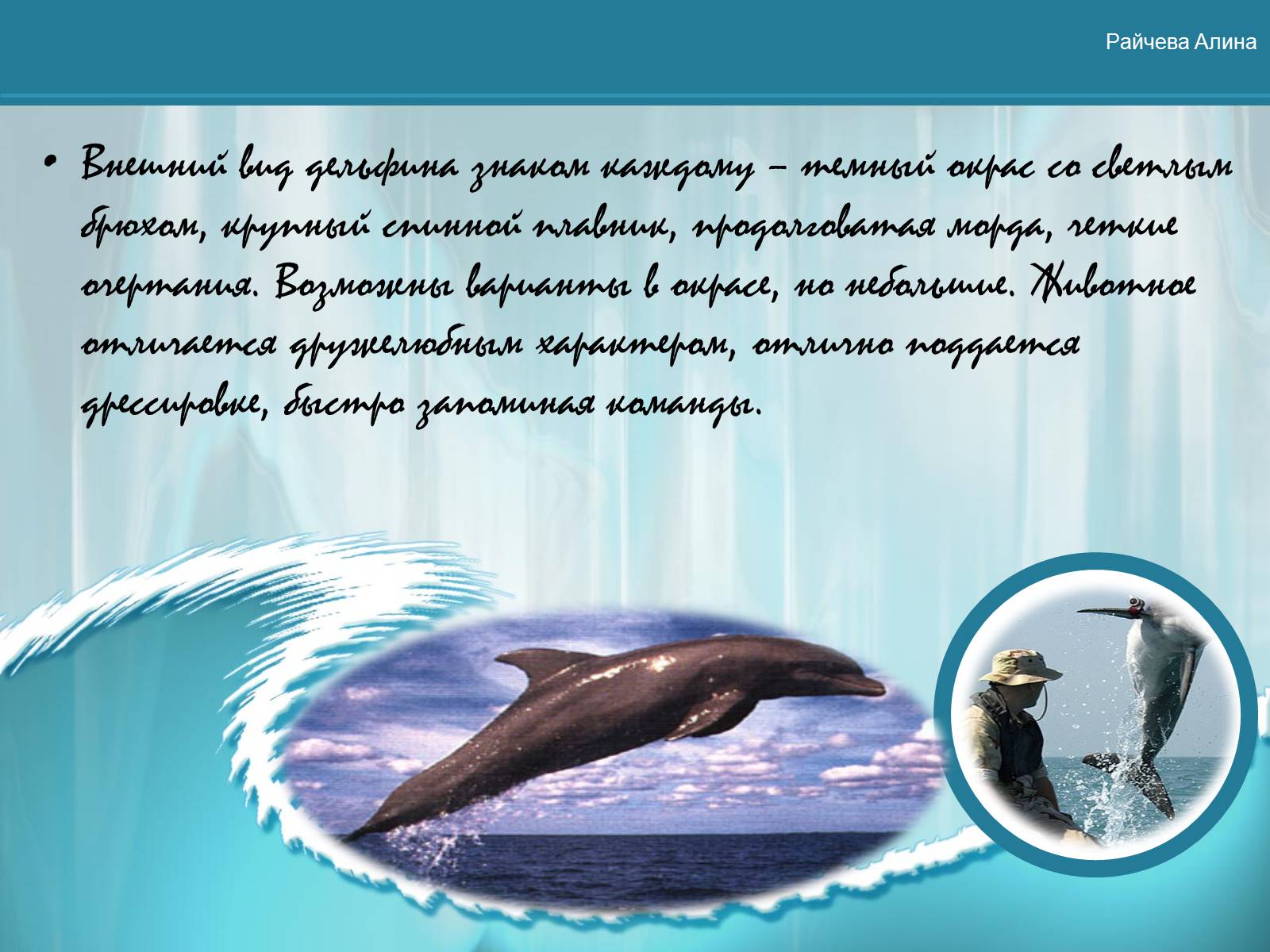 Презентація на тему «Морская жизнь дельфинов» - Слайд #14