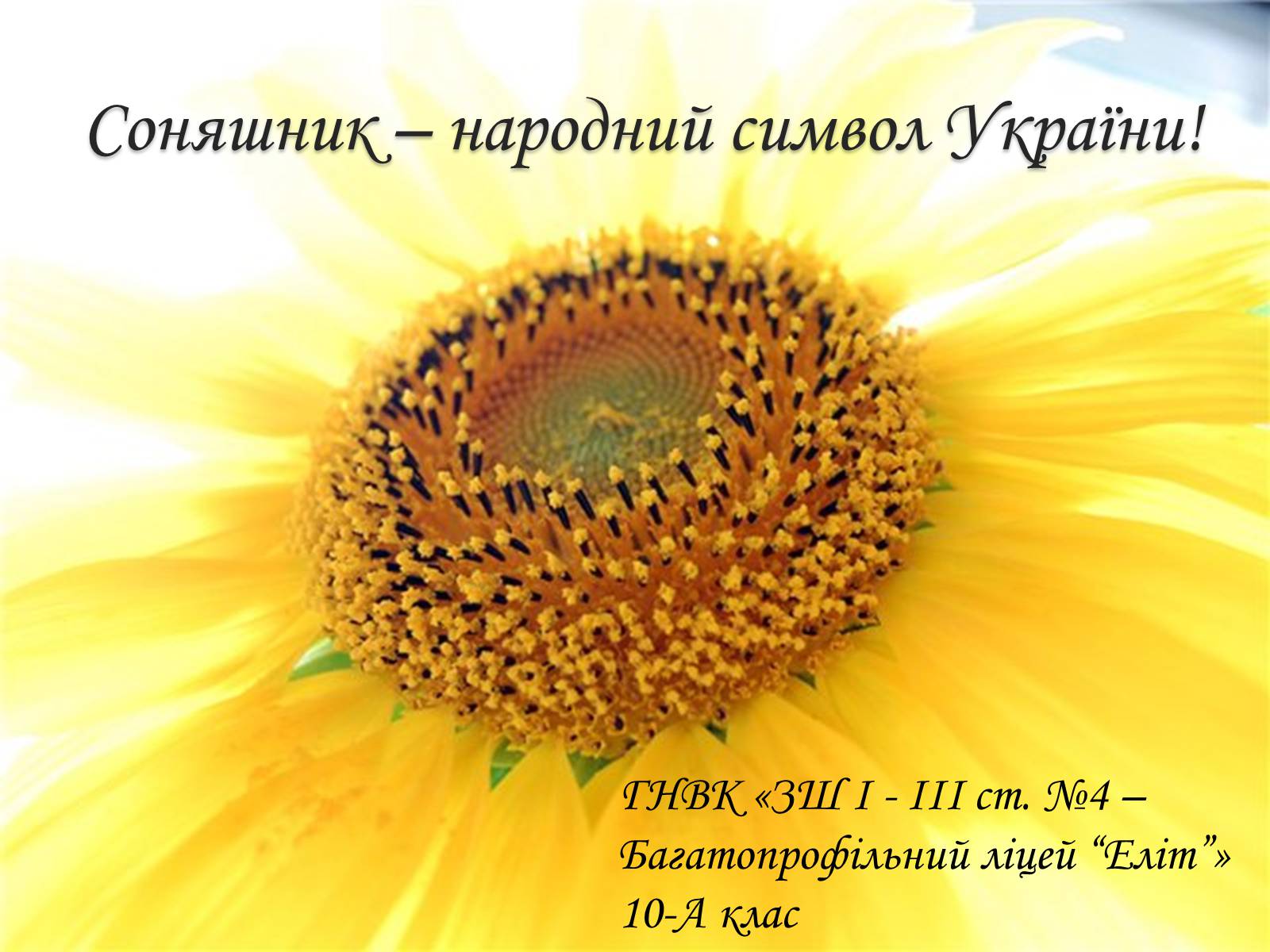 Презентація на тему «Соняшник – народний символ України!» - Слайд #1