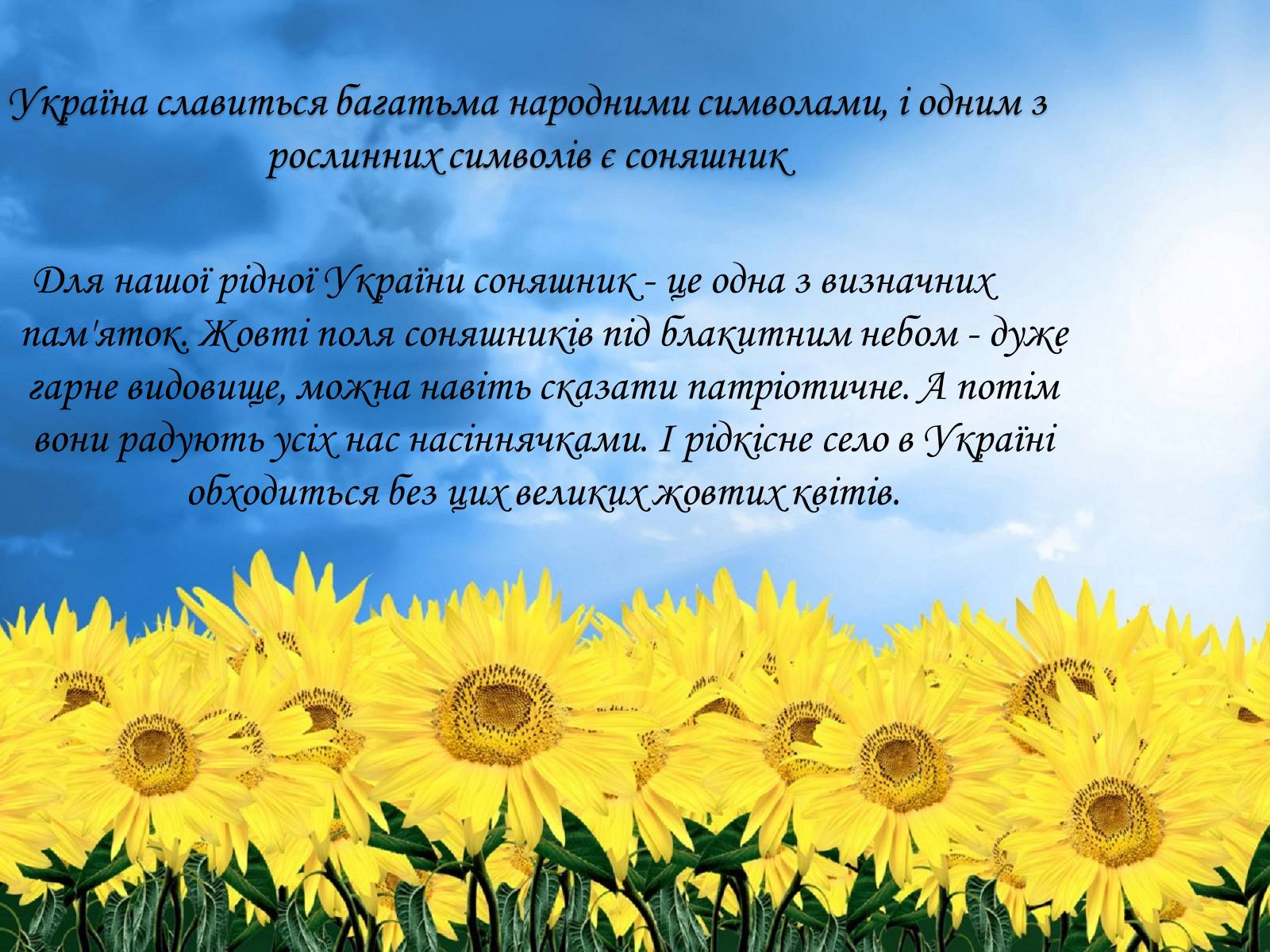 Презентація на тему «Соняшник – народний символ України!» - Слайд #3
