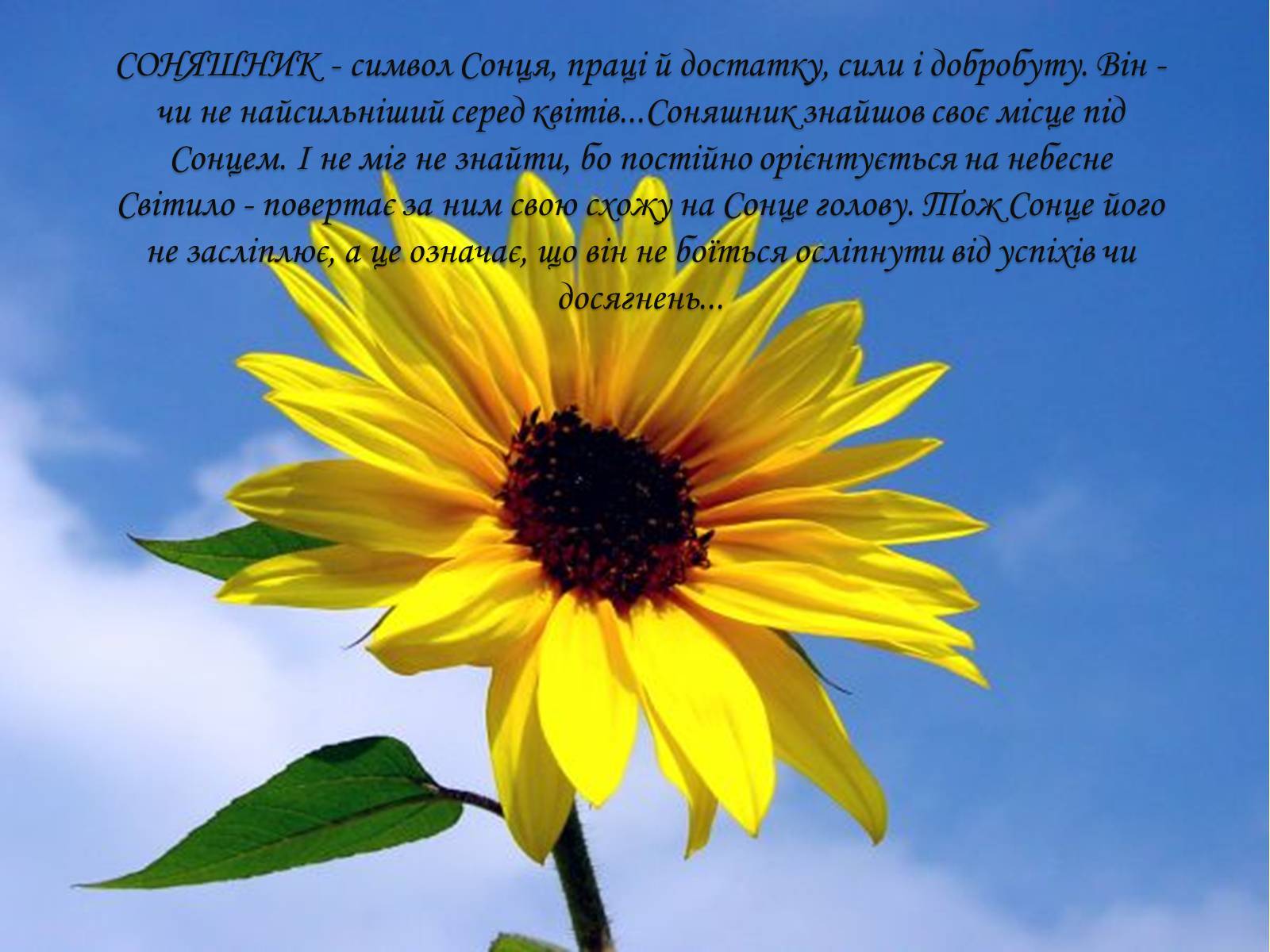 Презентація на тему «Соняшник – народний символ України!» - Слайд #5