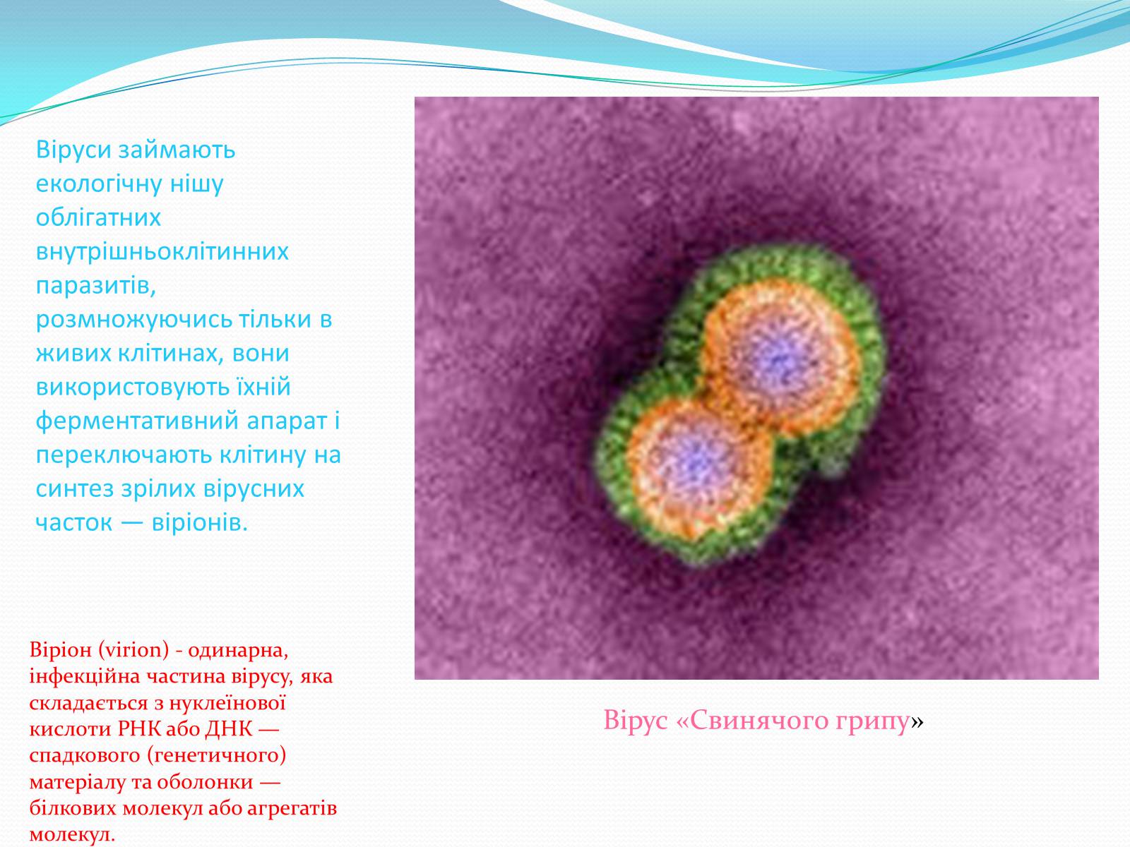 Презентація на тему «Віруси» (варіант 12) - Слайд #2