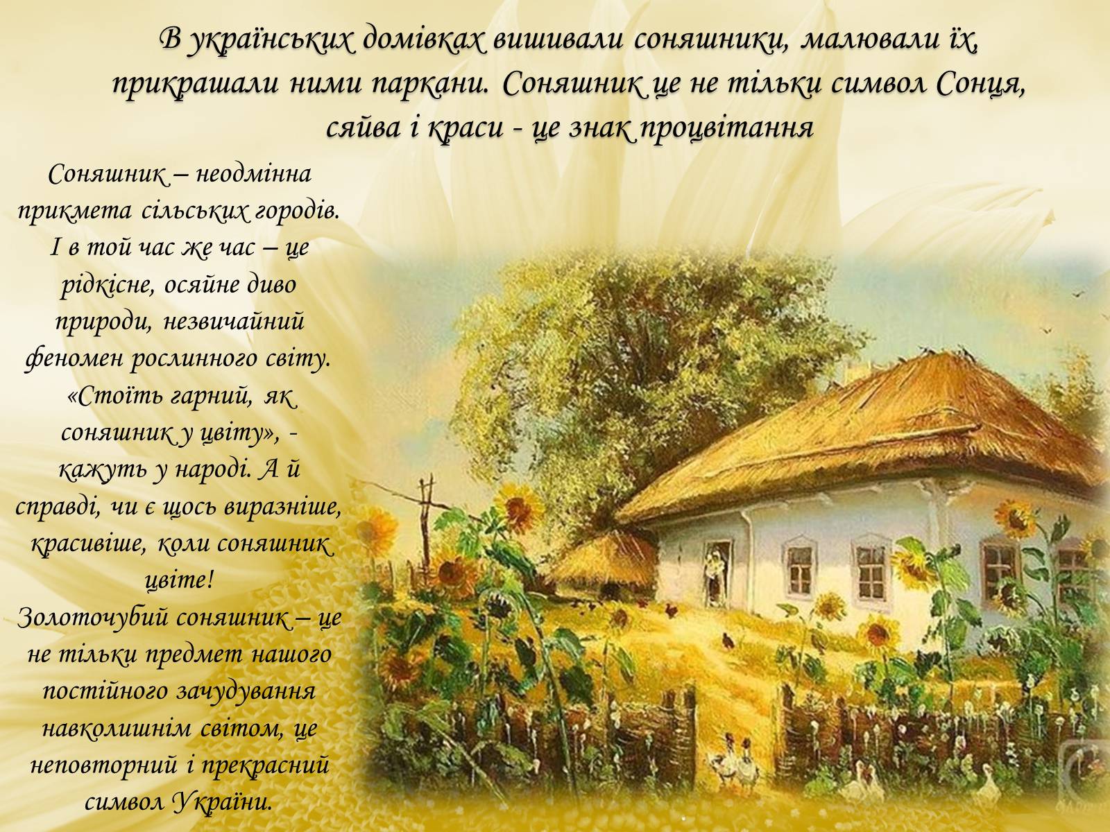 Презентація на тему «Соняшник – народний символ України!» - Слайд #6